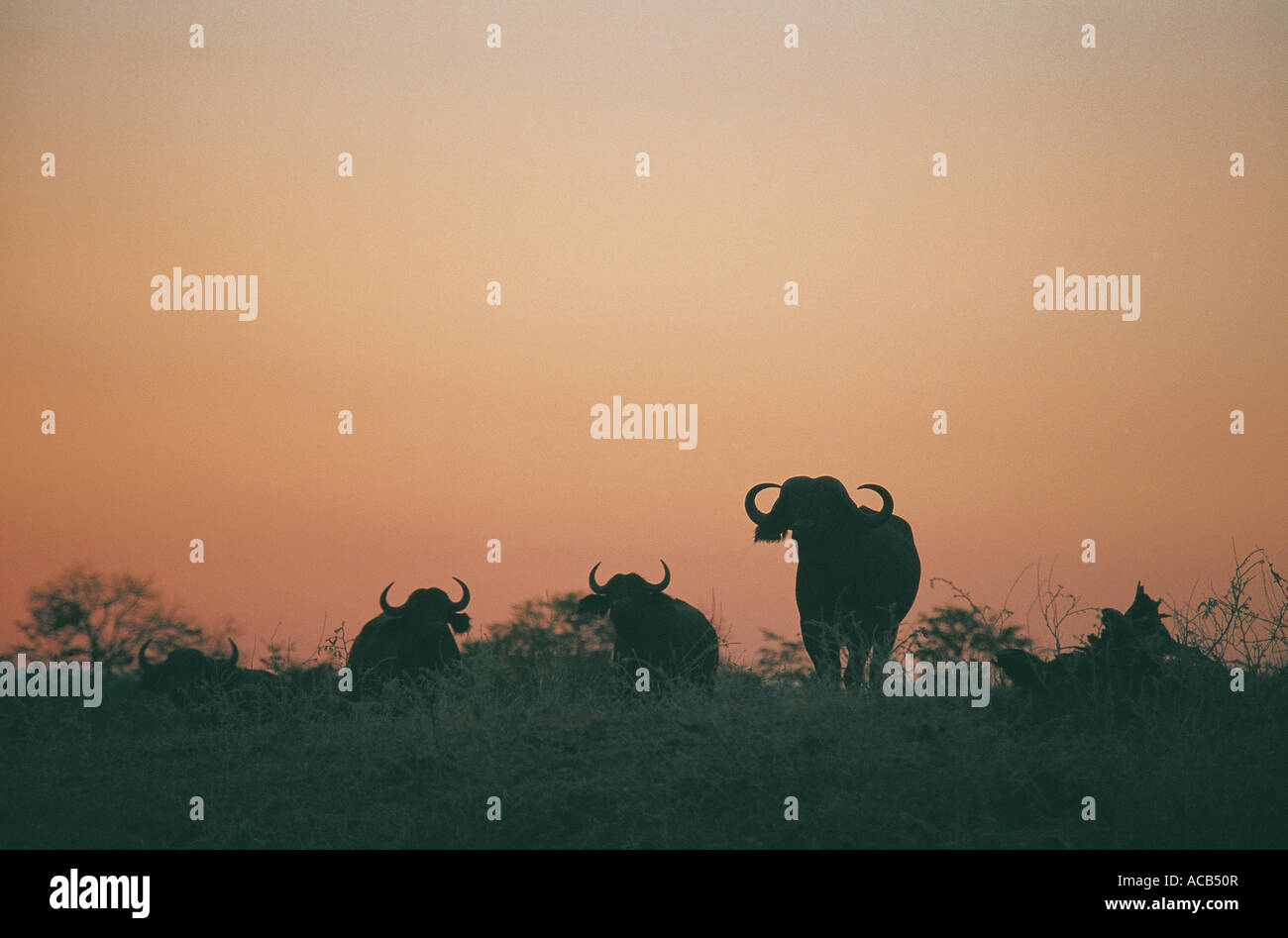 Buffalo bulls silhouetted against sunset sky South Luangwa National Park Zambia Stock Photo