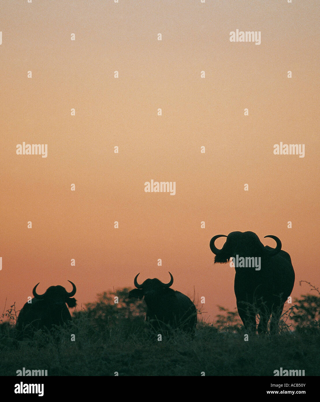 Buffalo bulls silhouetted against sunset sky South Luangwa National Park Zambia Stock Photo