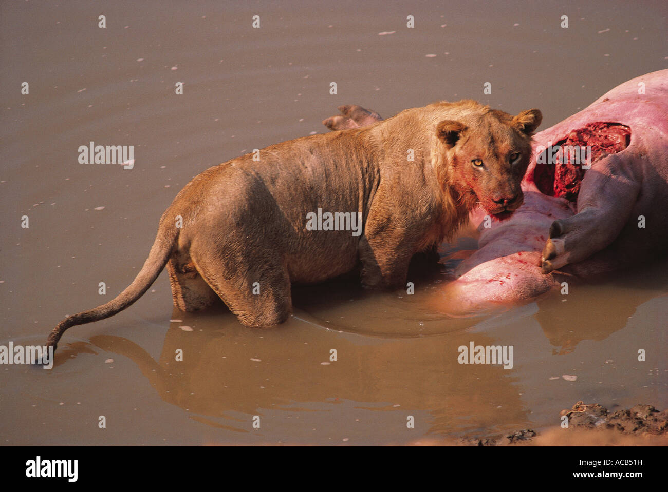 Rare sight of a young male Lion feeding on the carcass of a Hippo in Luangwa River South Luangwa National Park Zambia Stock Photo