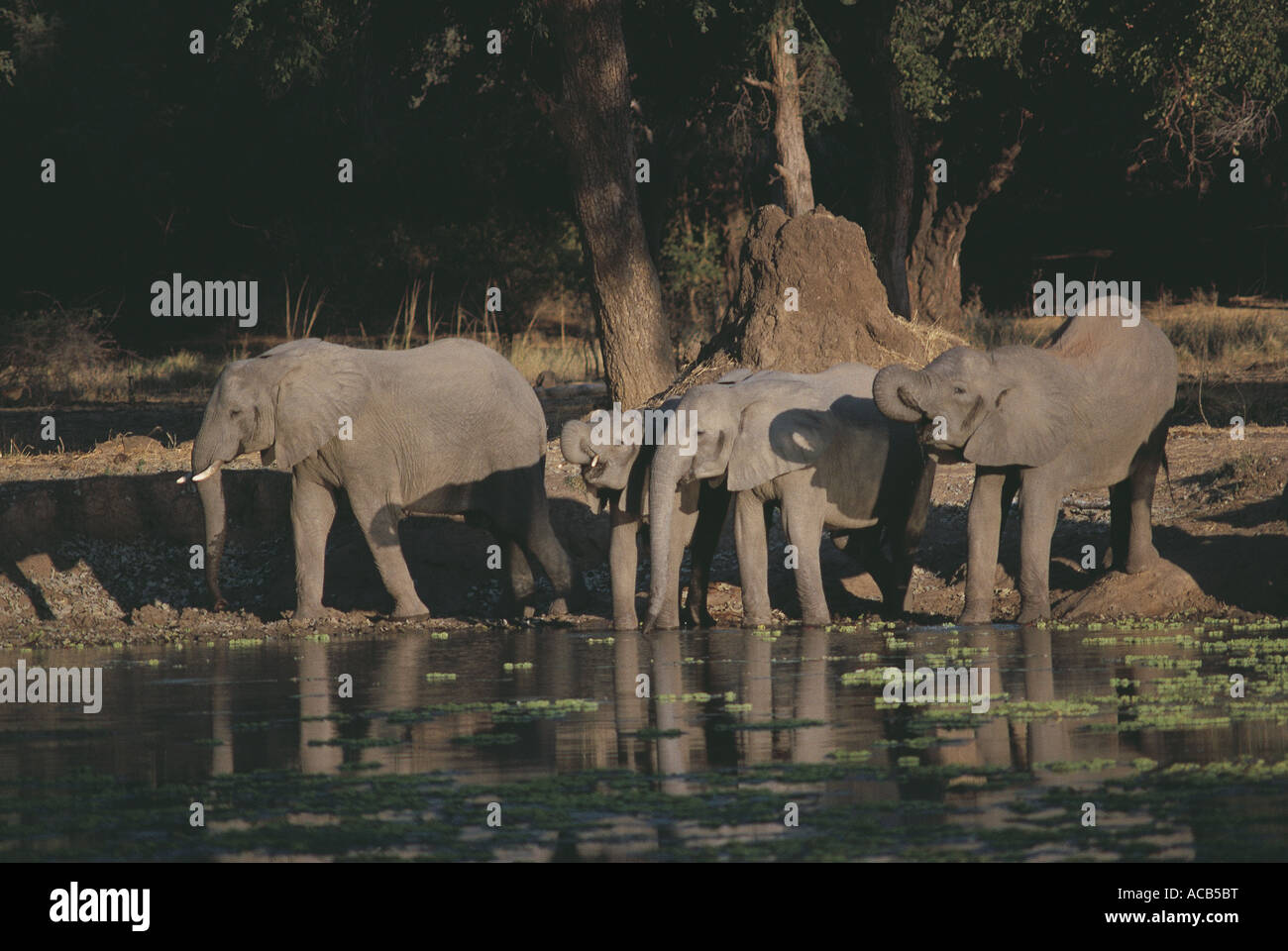Elephant drinking Mana Pools National Park Zimbabwe Stock Photo