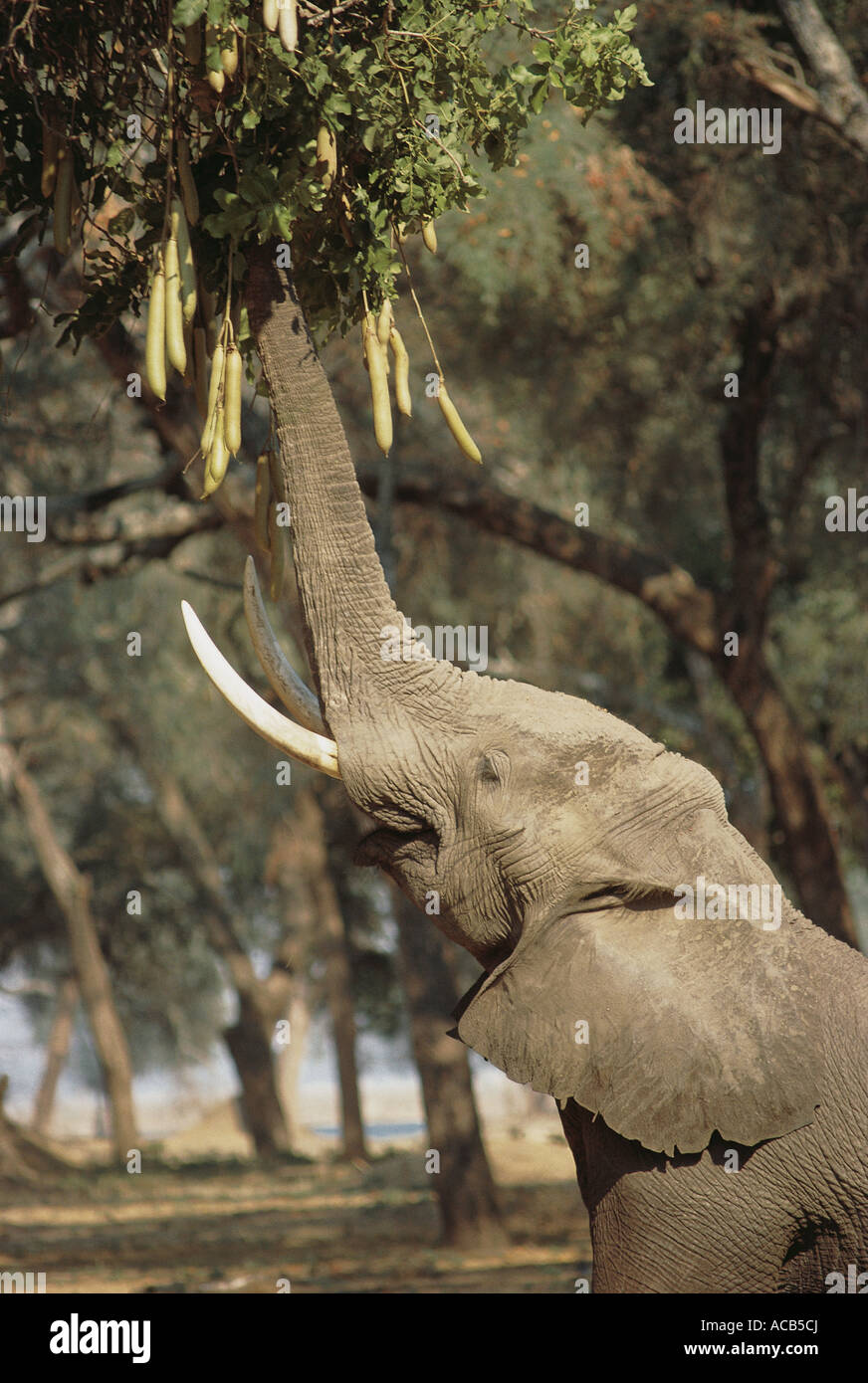 Male Elephant stretching its trunk upwards to browse on Sausage Tree Kigelia africana Mana Pools National Park Zimbabwe Stock Photo