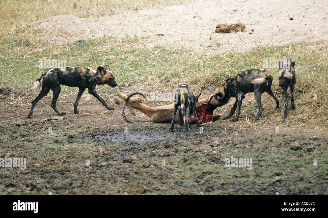 Wild dogs feeding on freshly killed male Impala Mana Pools National Park Zimbabwe Stock Photo