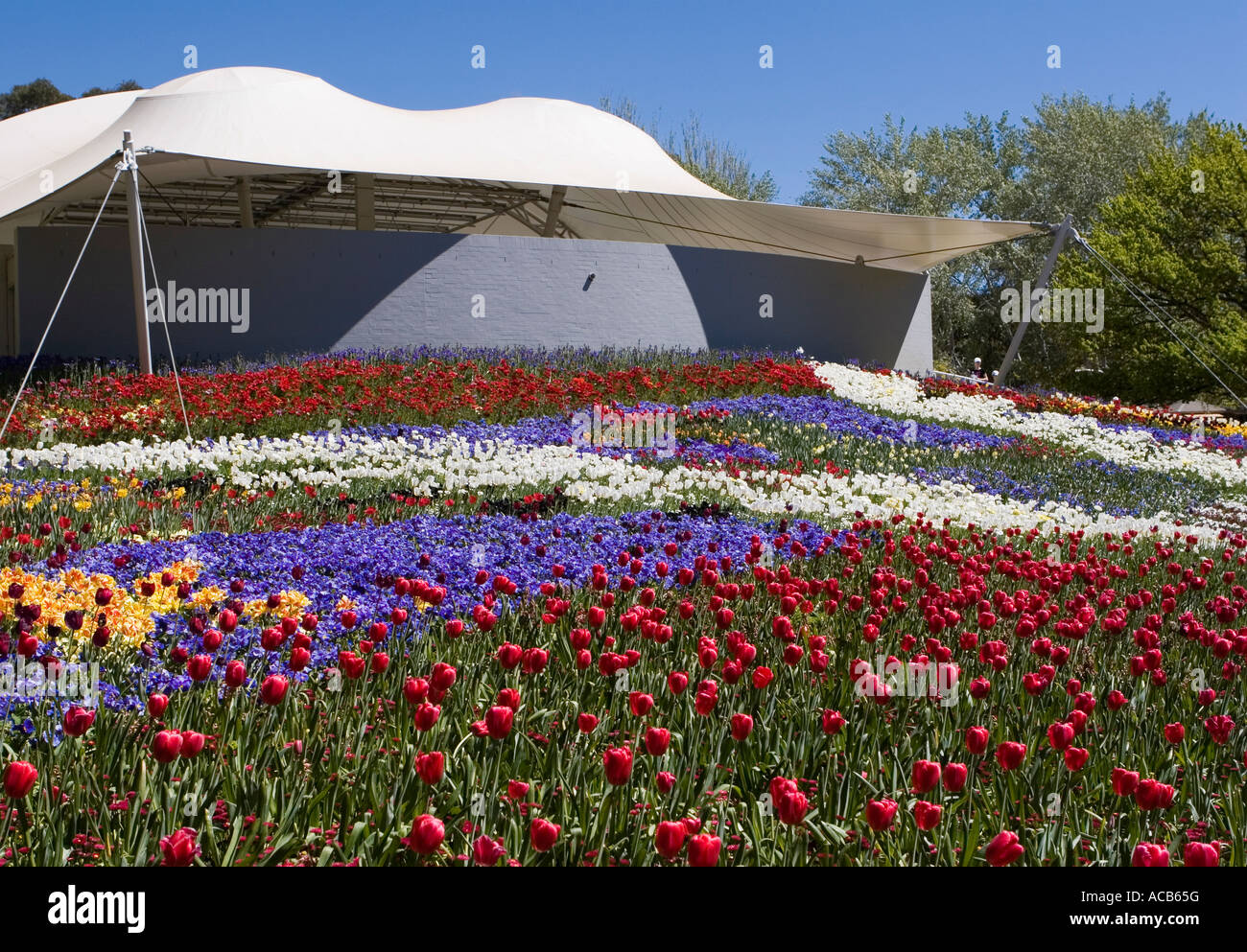 Carpet of flowers Stock Photo Alamy