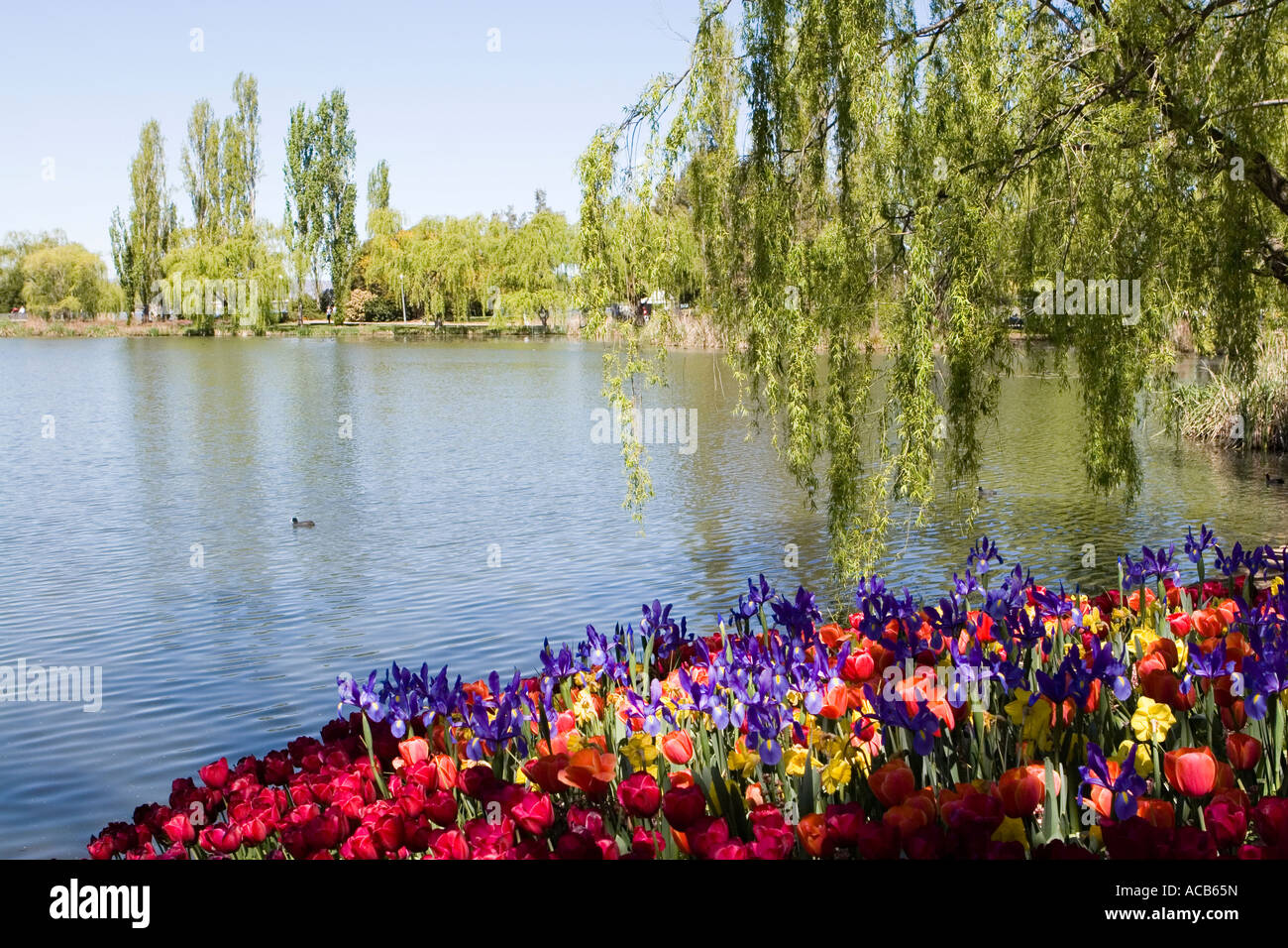 Field of tulips and irises on Lake Burley Griffin Stock Photo