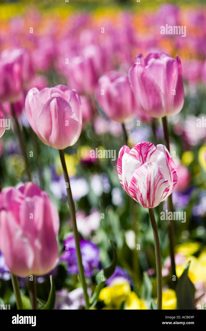 Field of pink tulips Stock Photo - Alamy