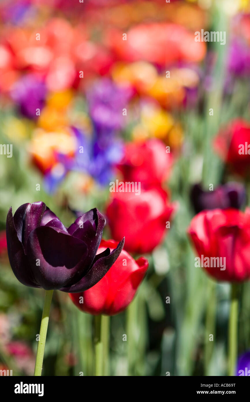 Queen of the Night tulip in field of coloured tulips Stock Photo Alamy