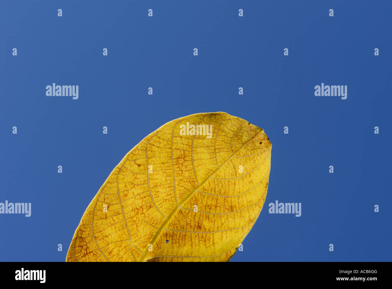 Abstracts natural spring background hi-res stock photography and images ...