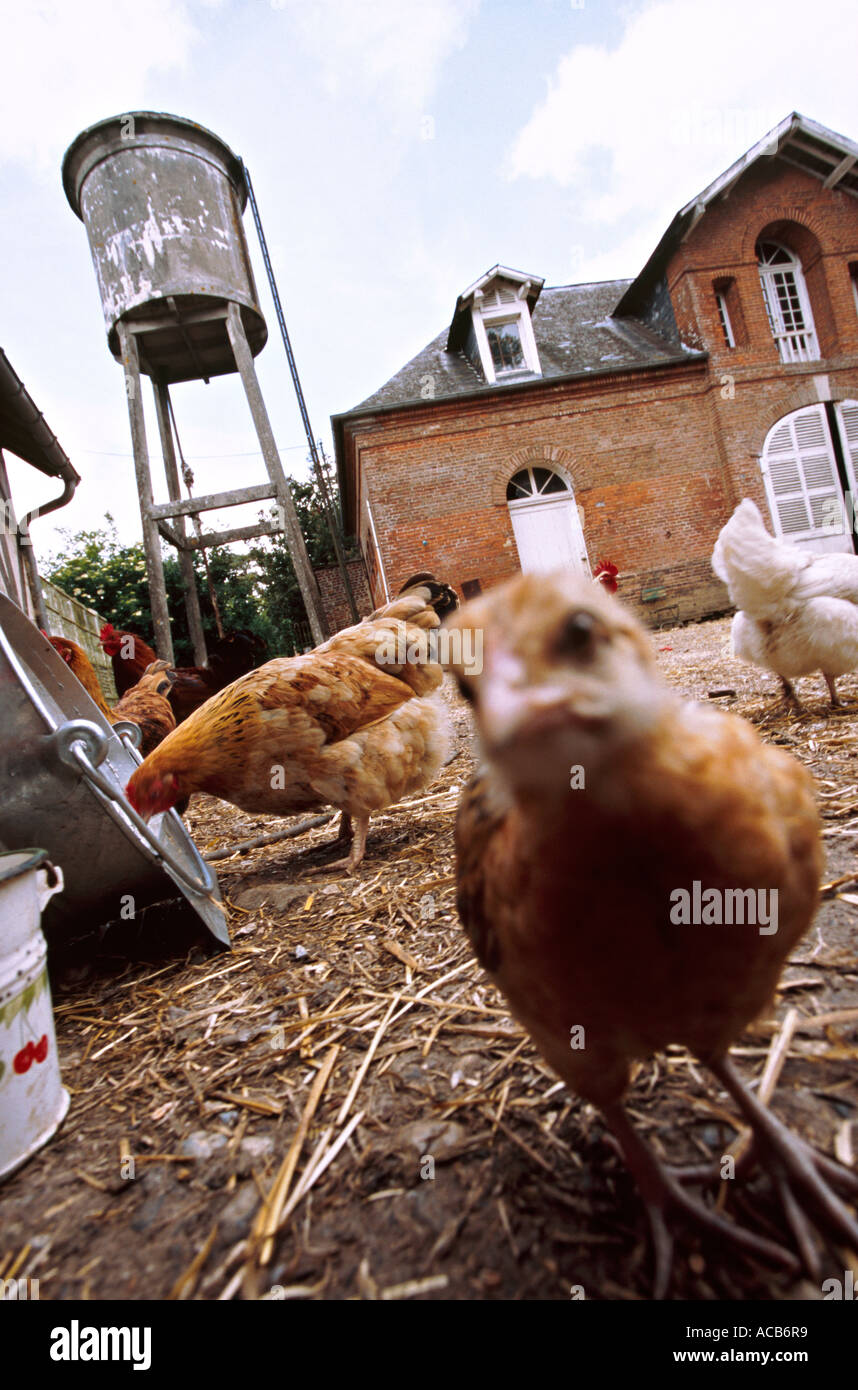 Hens in a farmyard in Normandy France Stock Photo