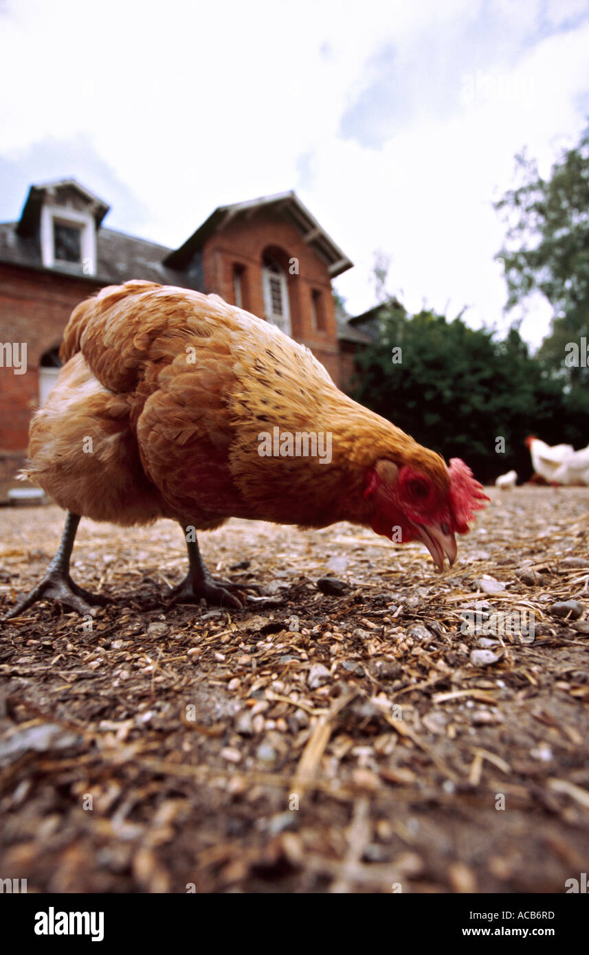 Hen in a farmyard in Normandy France Stock Photo