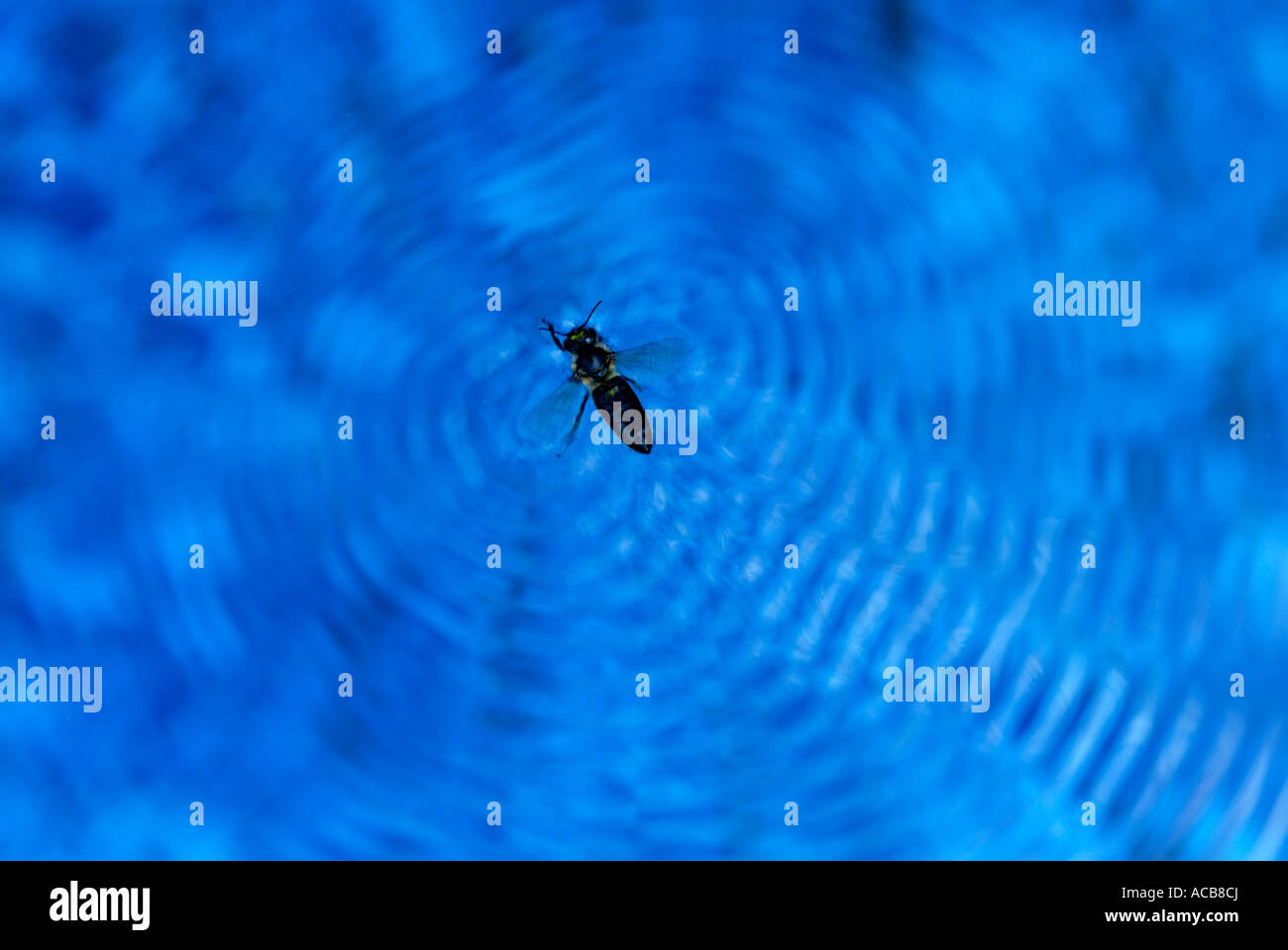 Bee on blue water Stock Photo - Alamy