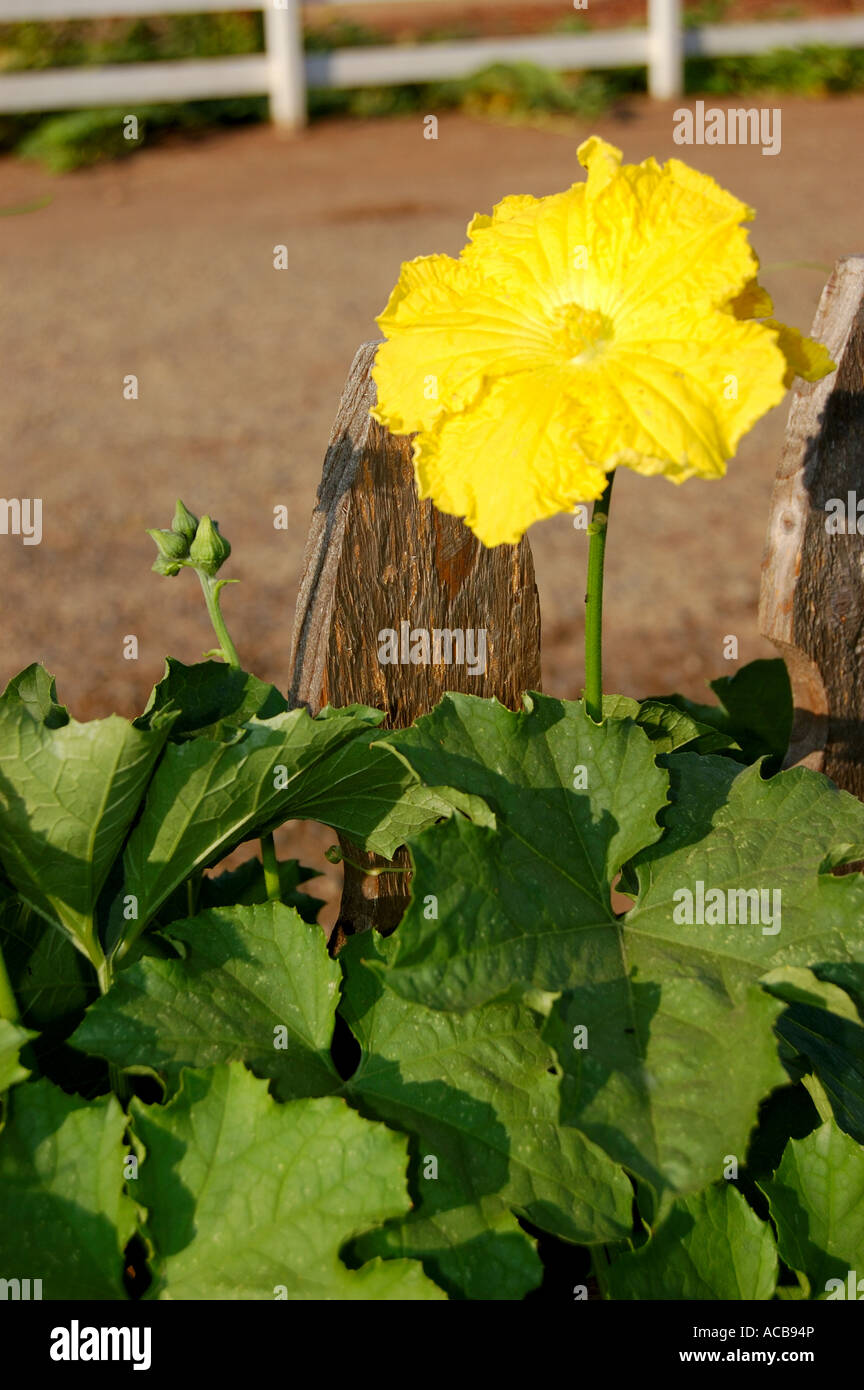 Luffa also known as Loofah or lufah flower and vine the dried gourd makes a bath sponge or body scrub sponge Stock Photo