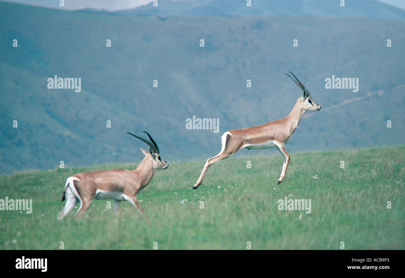 Two male Grant s Gazelles One is jumping to show its fitness and strength Ngorongoro Crater Tanzania East Africa Stock Photo