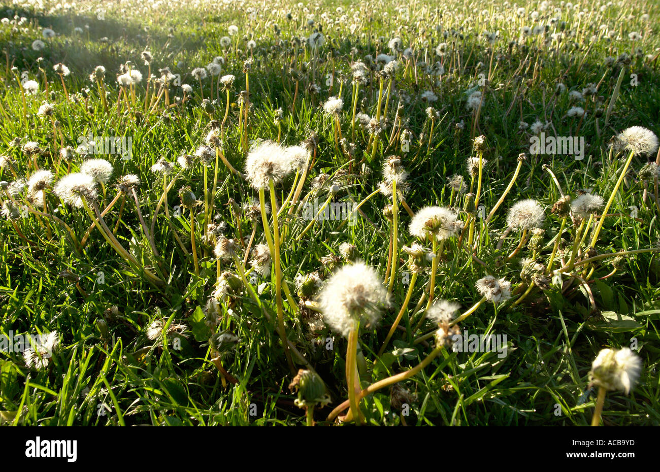 field of dandelions gone to seed Stock Photo