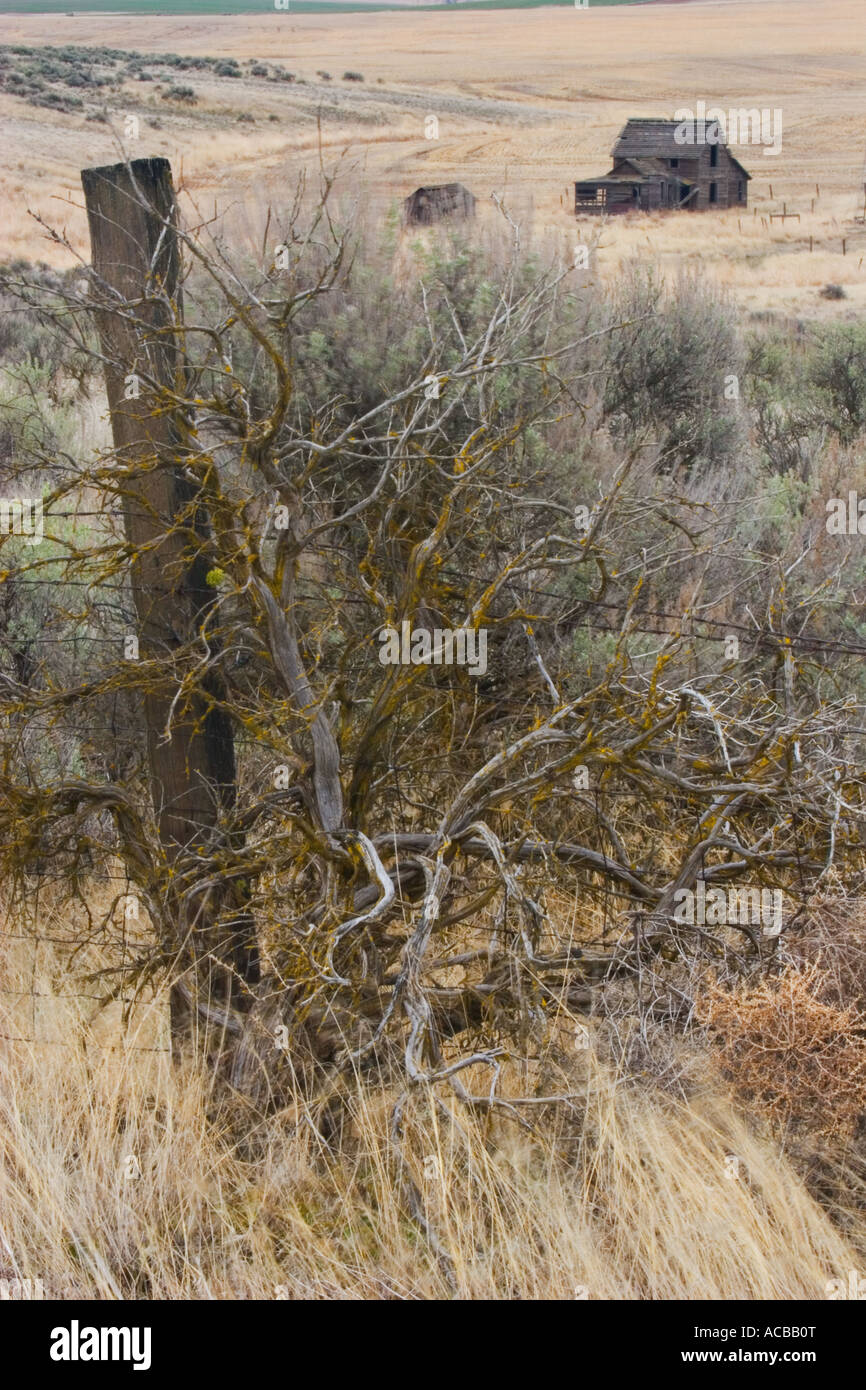 An old Homestead near Wilbur Washington behind an a twisted bush along