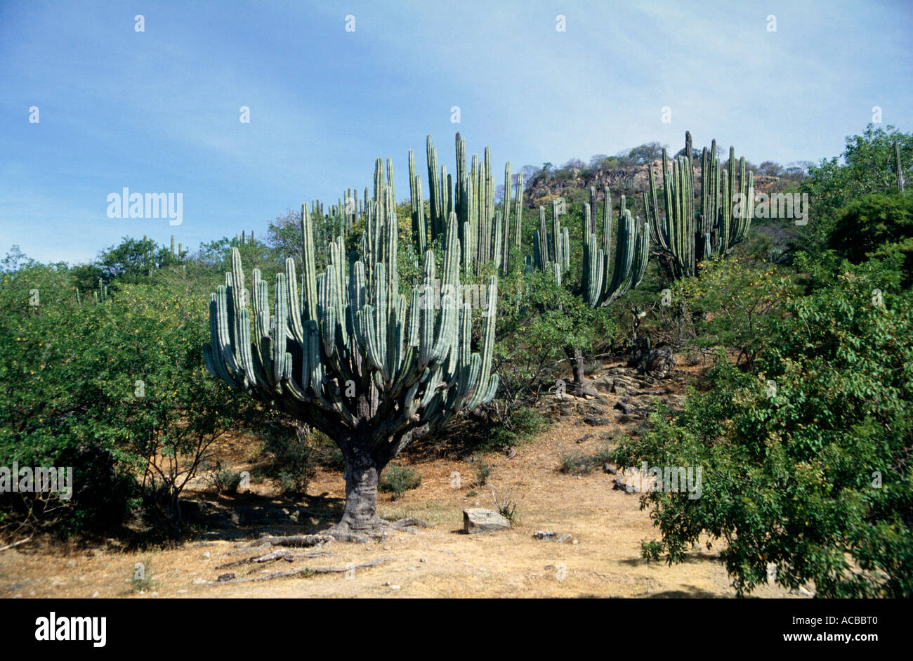 cactus trees and shrubs in semi desert near town of cocoyoc state of