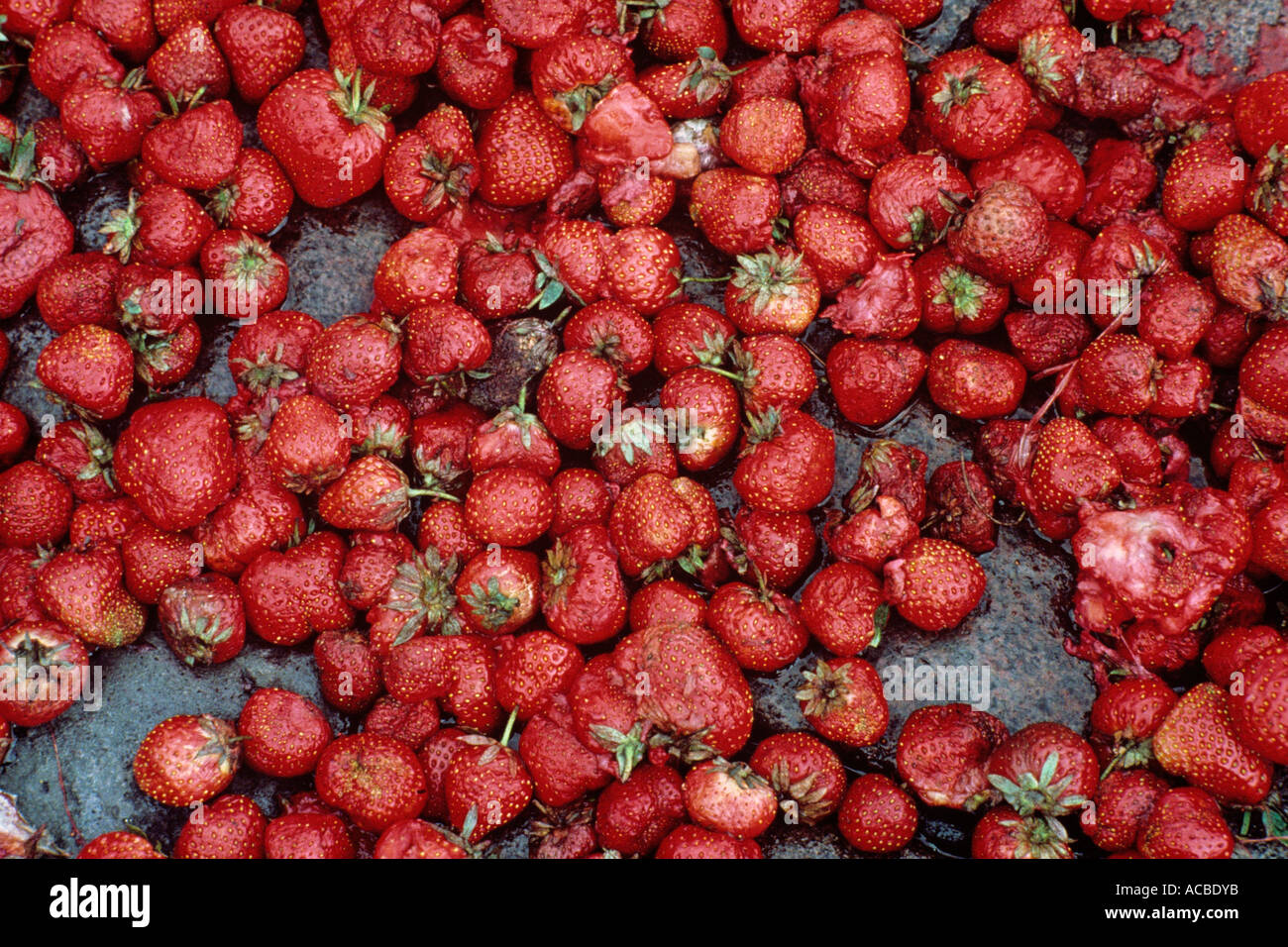 molded and squashed strawberries at wholesale market Stock Photo