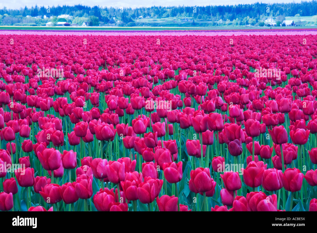 A field of red tulips at the Skagit Valley Tulip Festival in Mount