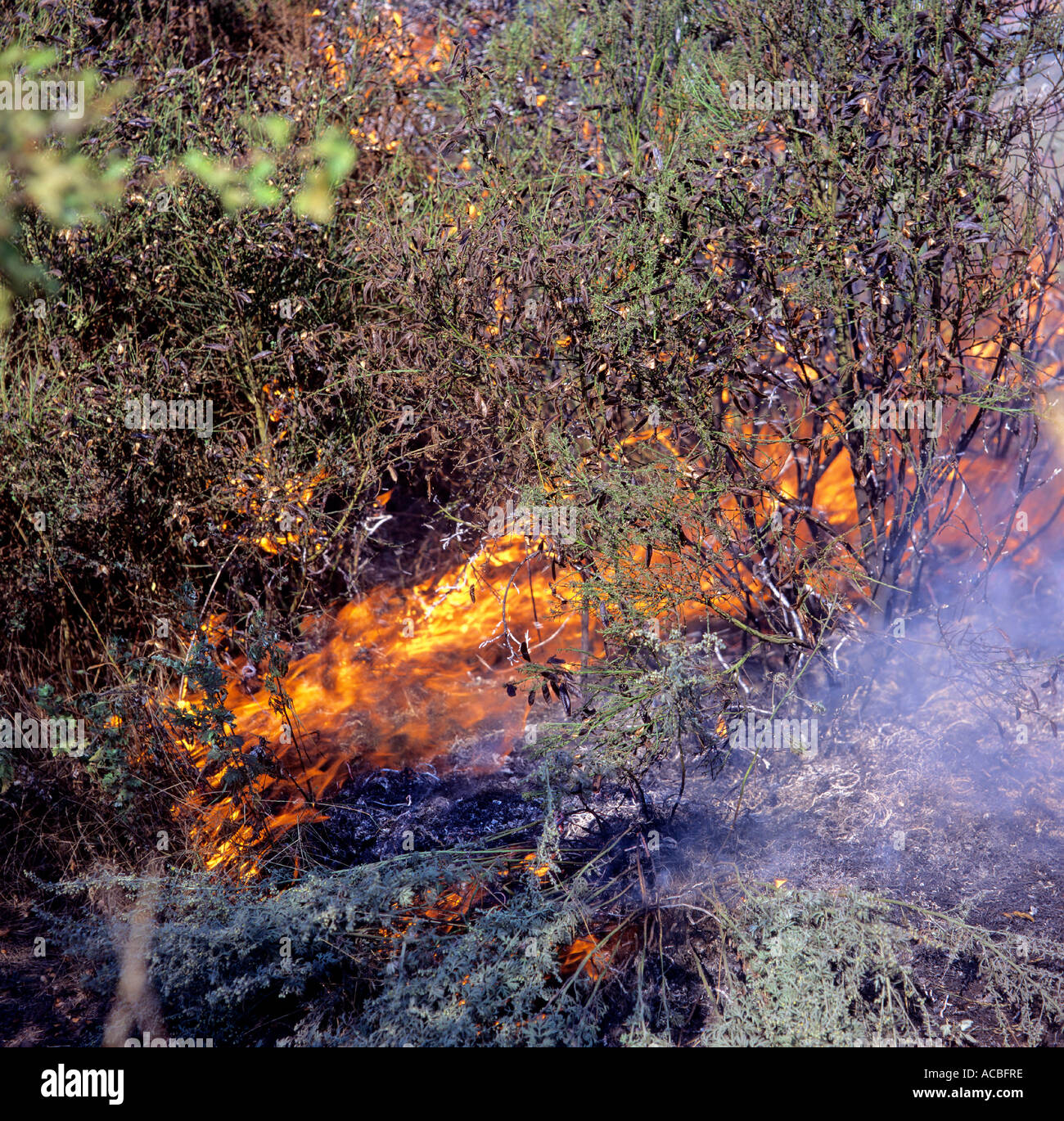 bushfire in backyard of single familyhome near city of sydney state of new south wales australia Stock Photo