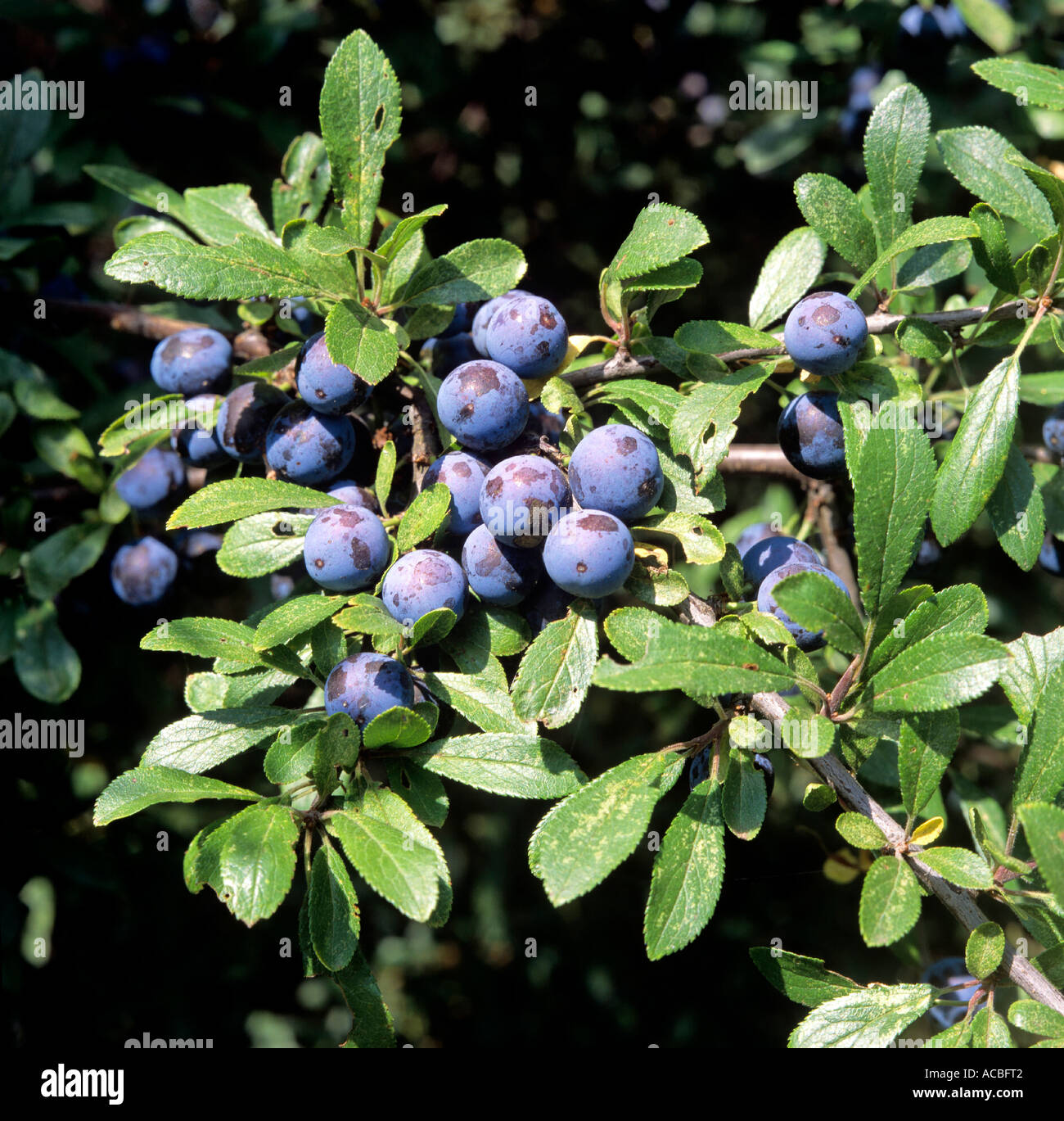 leaves and berries of medicinal herbal plant blackthorn Prunus spinosa ...