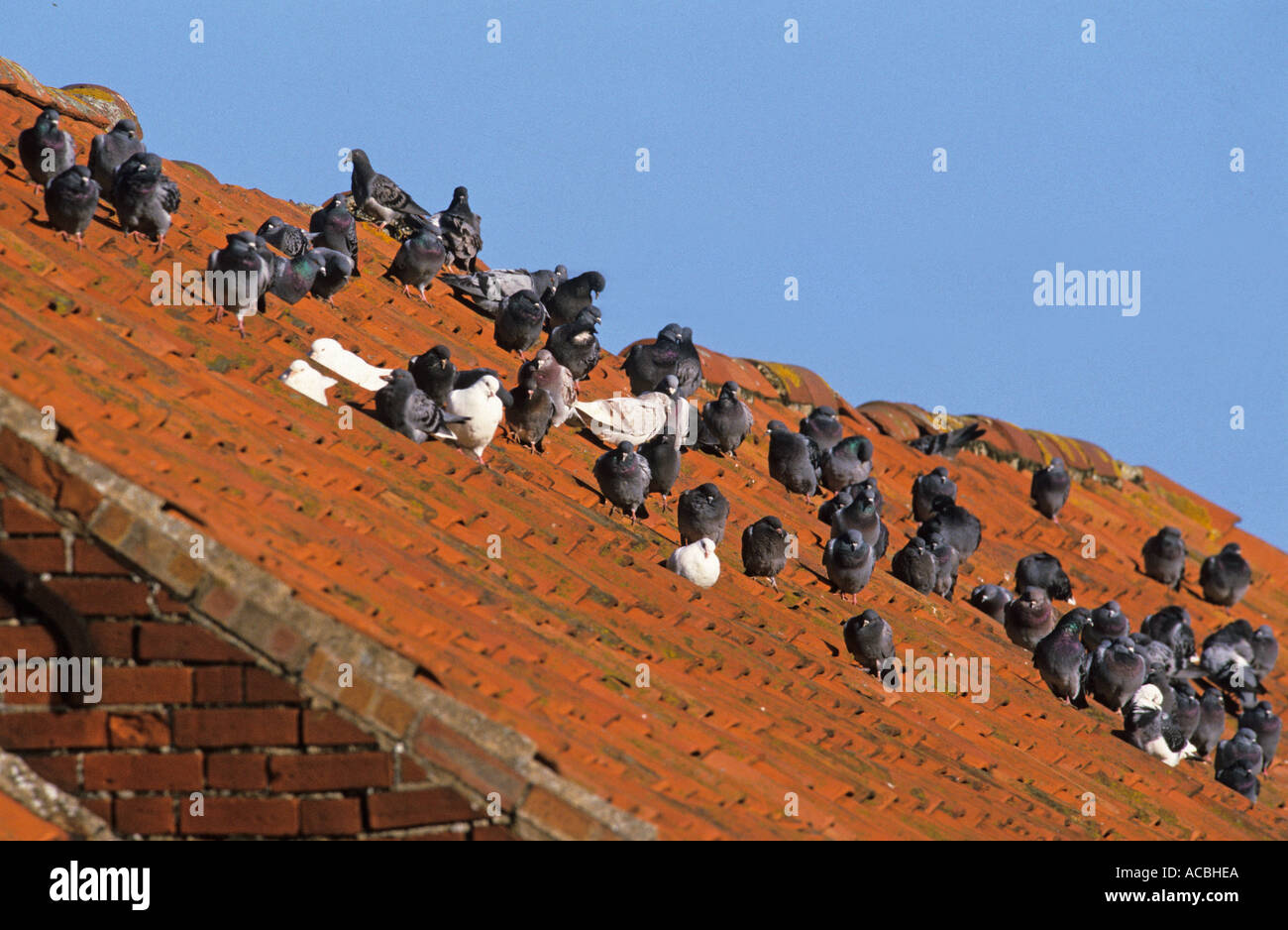 Feral pigeon flock on barn roof UK Stock Photo Alamy