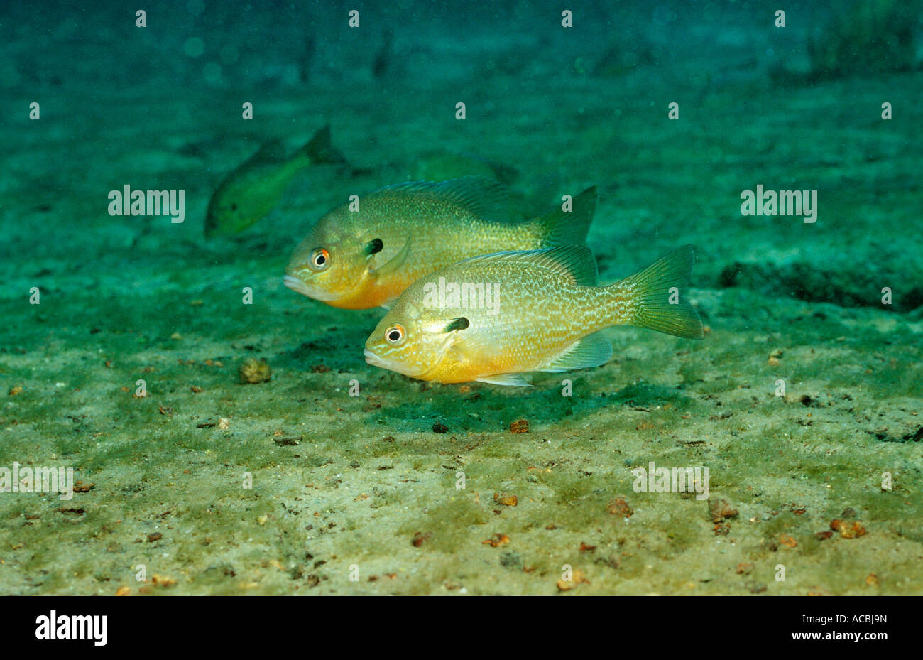 Redbreast Sunfish Lepomis auritus USA Florida FL Stock Photo