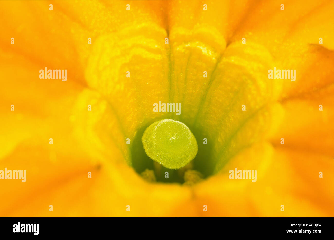 Interior Detail of Yellow Primula Flower UK Stock Photo