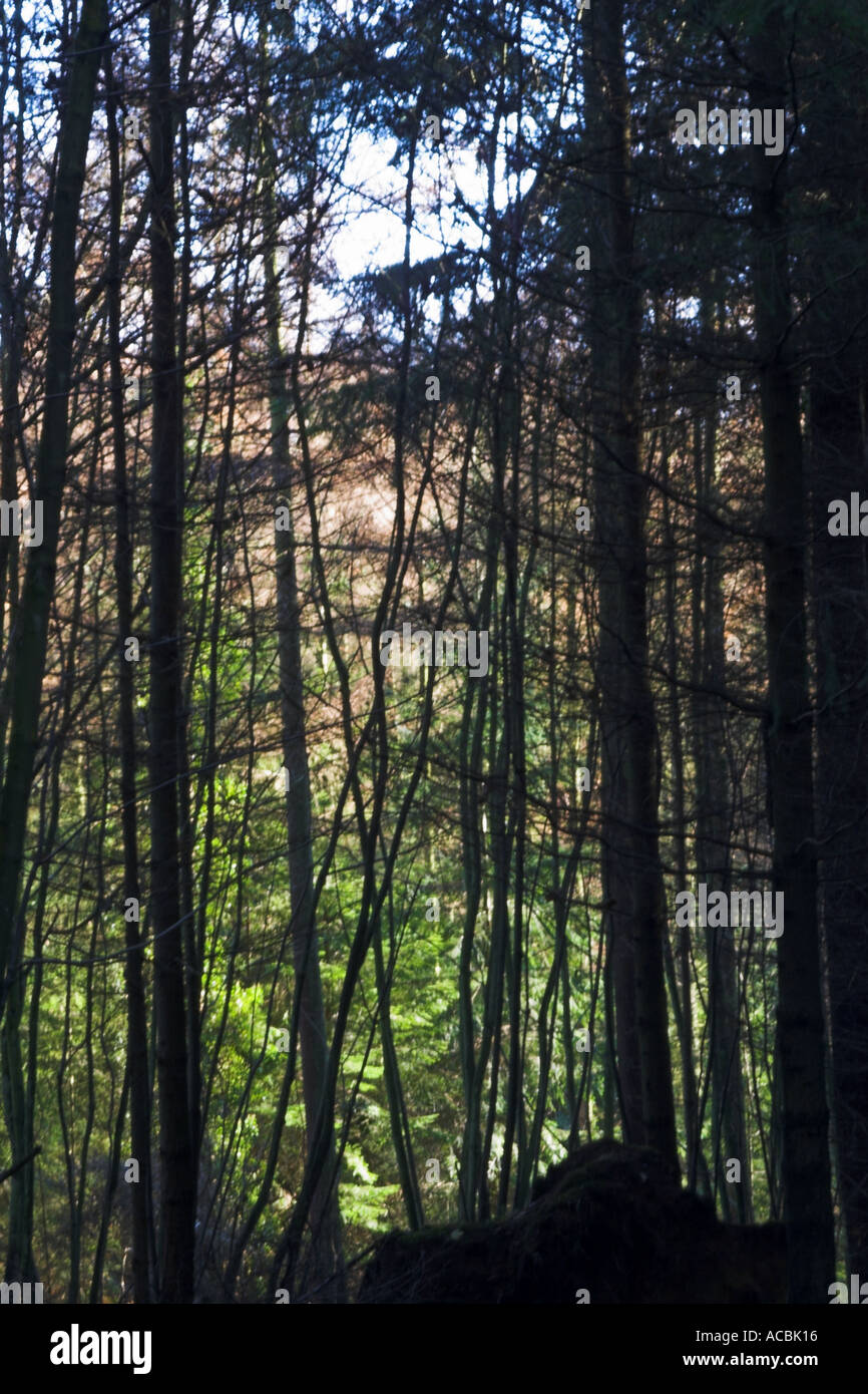 Trees near the Shearwater lake on the Longleat estate in Wiltshire, England Stock Photo