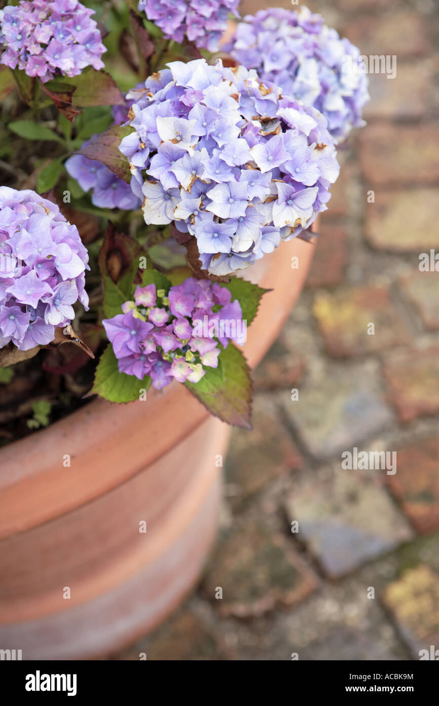 Purple pink Hydrangea Macrophylla flowers in flowerpot Stock Photo - Alamy