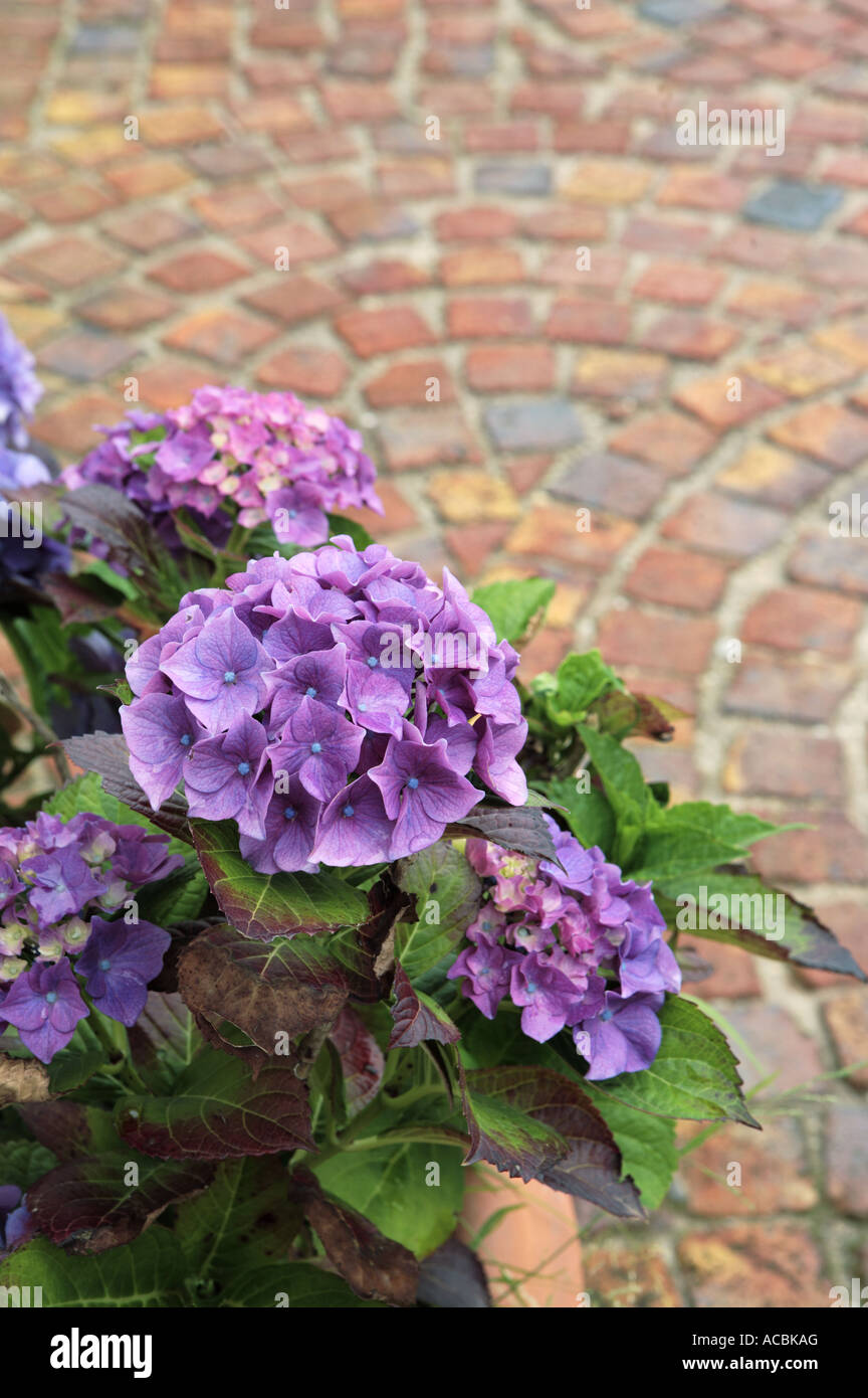 Purple pink Hydrangea Macrophylla flowers in flowerpot Stock Photo - Alamy