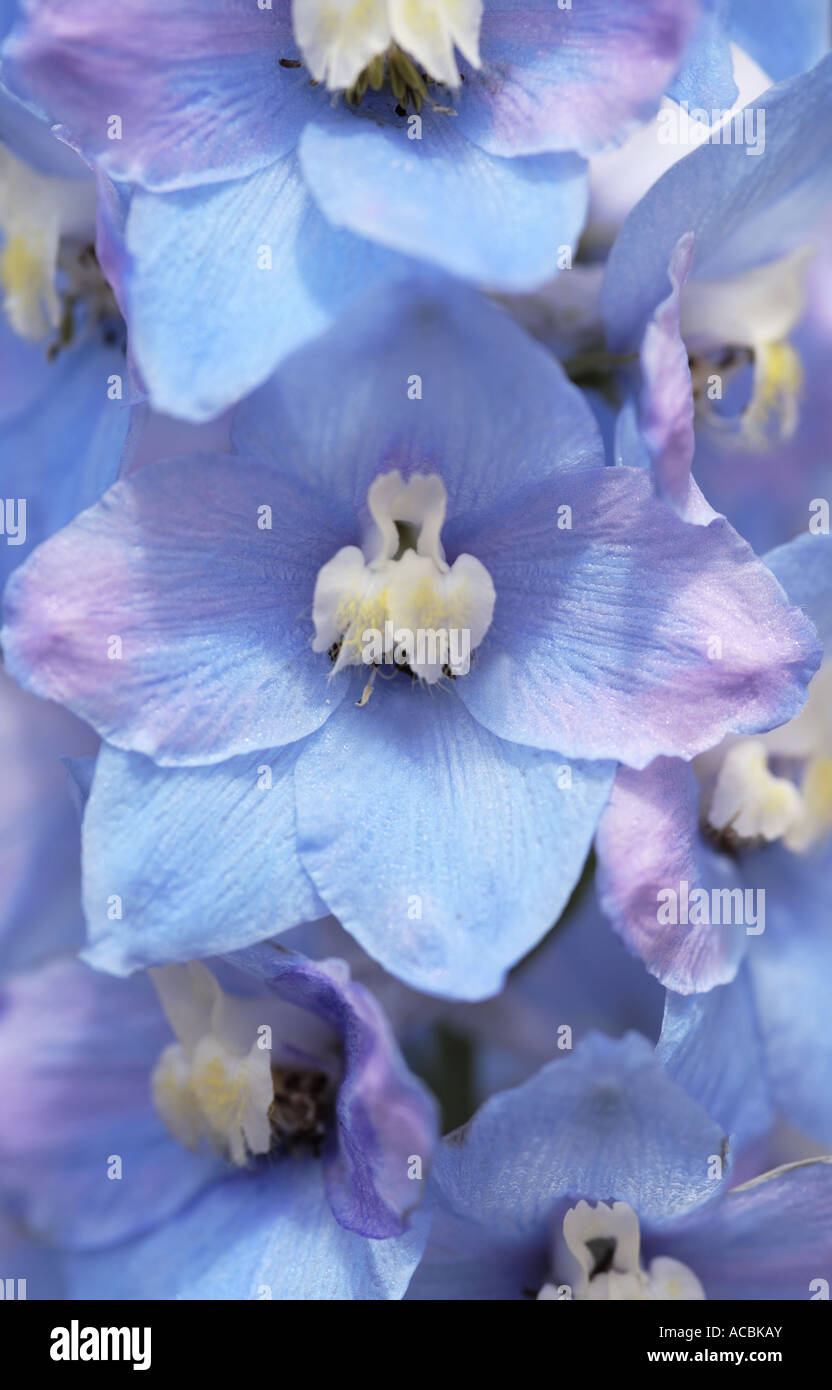 Close up of blue purple Delphinium Flower in bloom Stock Photo - Alamy