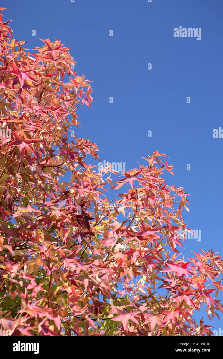 Red leaves of Maple Tree against bright blue sky Stock Photo - Alamy