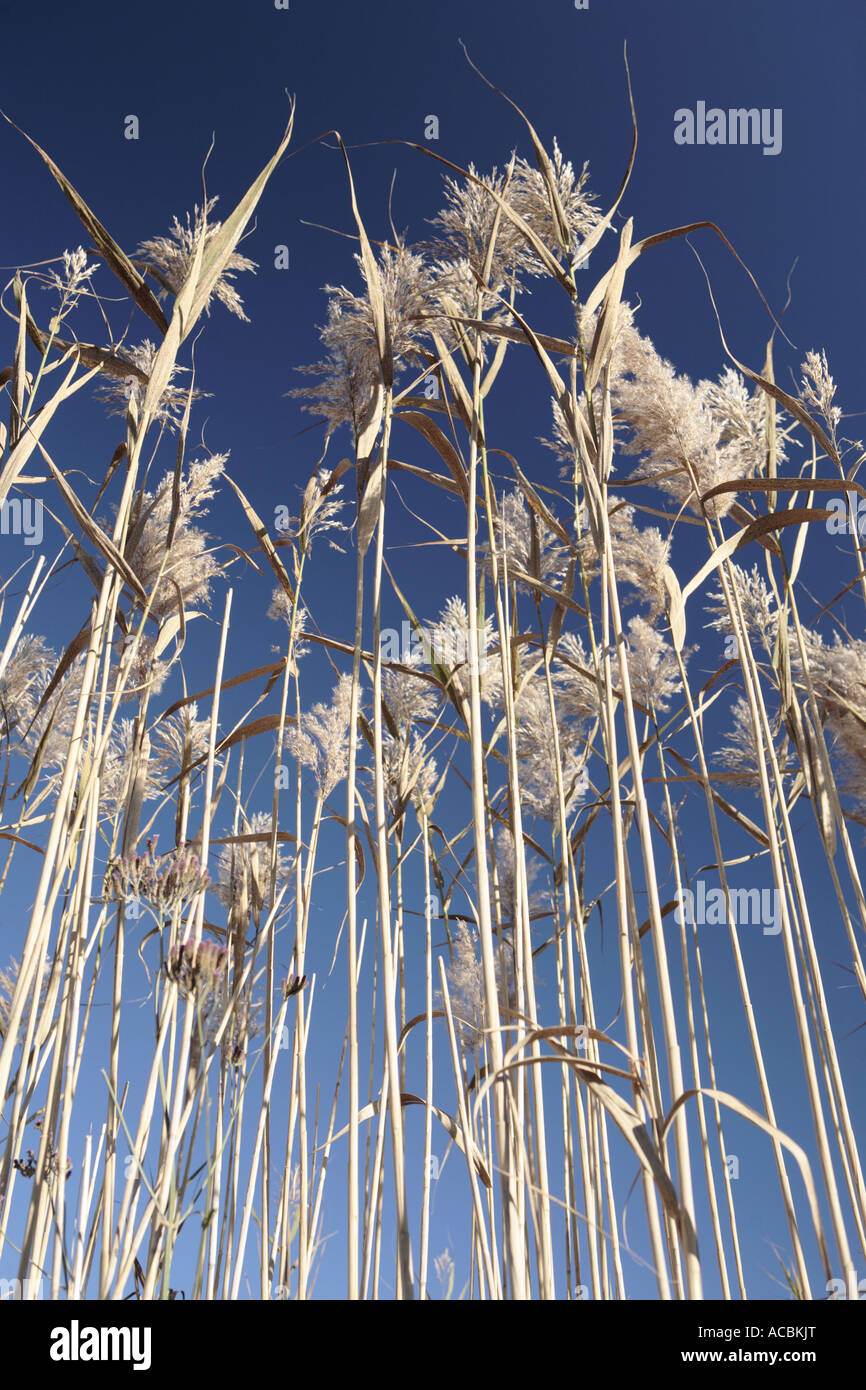 Blue Reeds Reeds against blue sky Stock Photo - Alamy