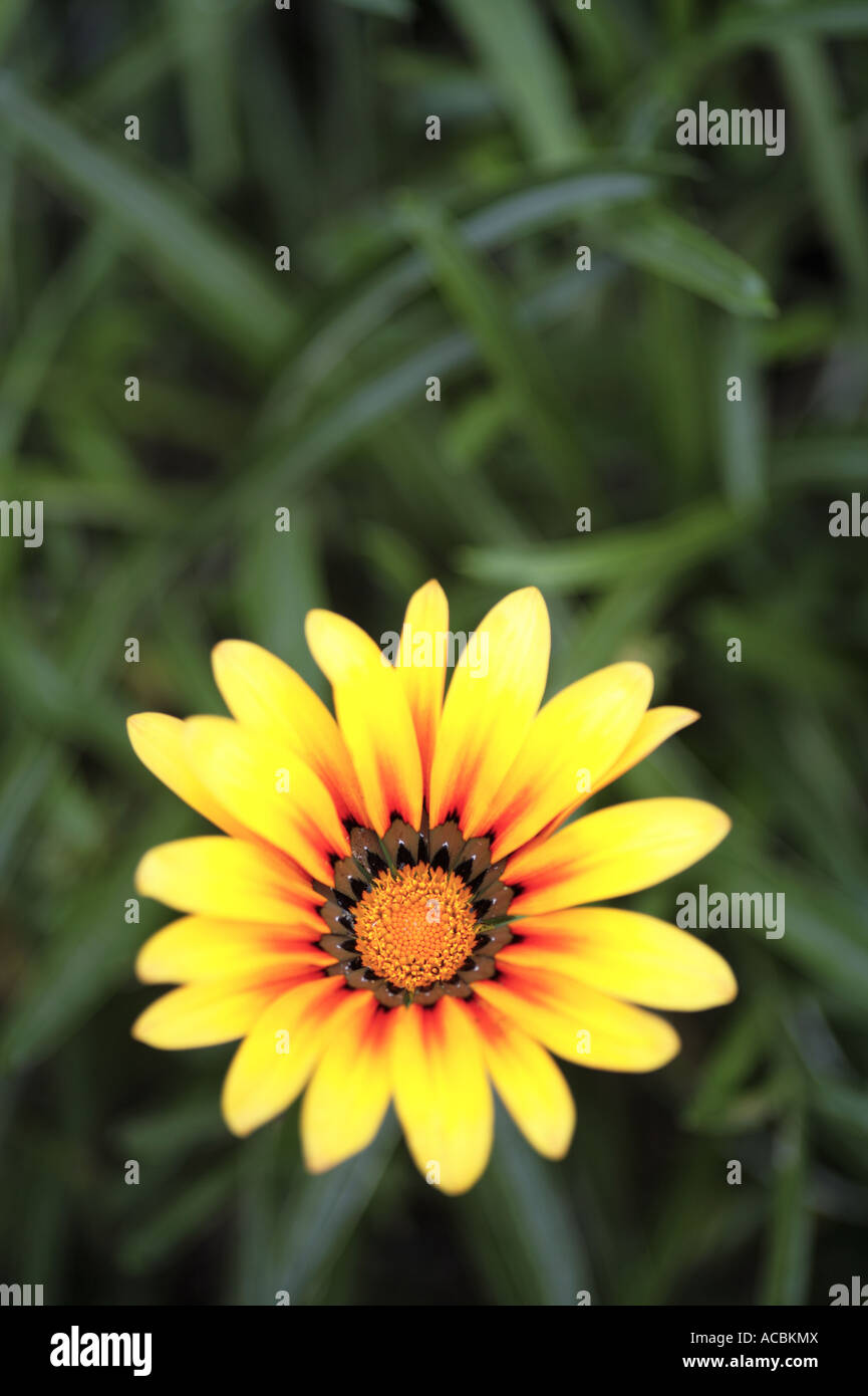 Orange Yellow Gazania Flower against natural green background Stock Photo