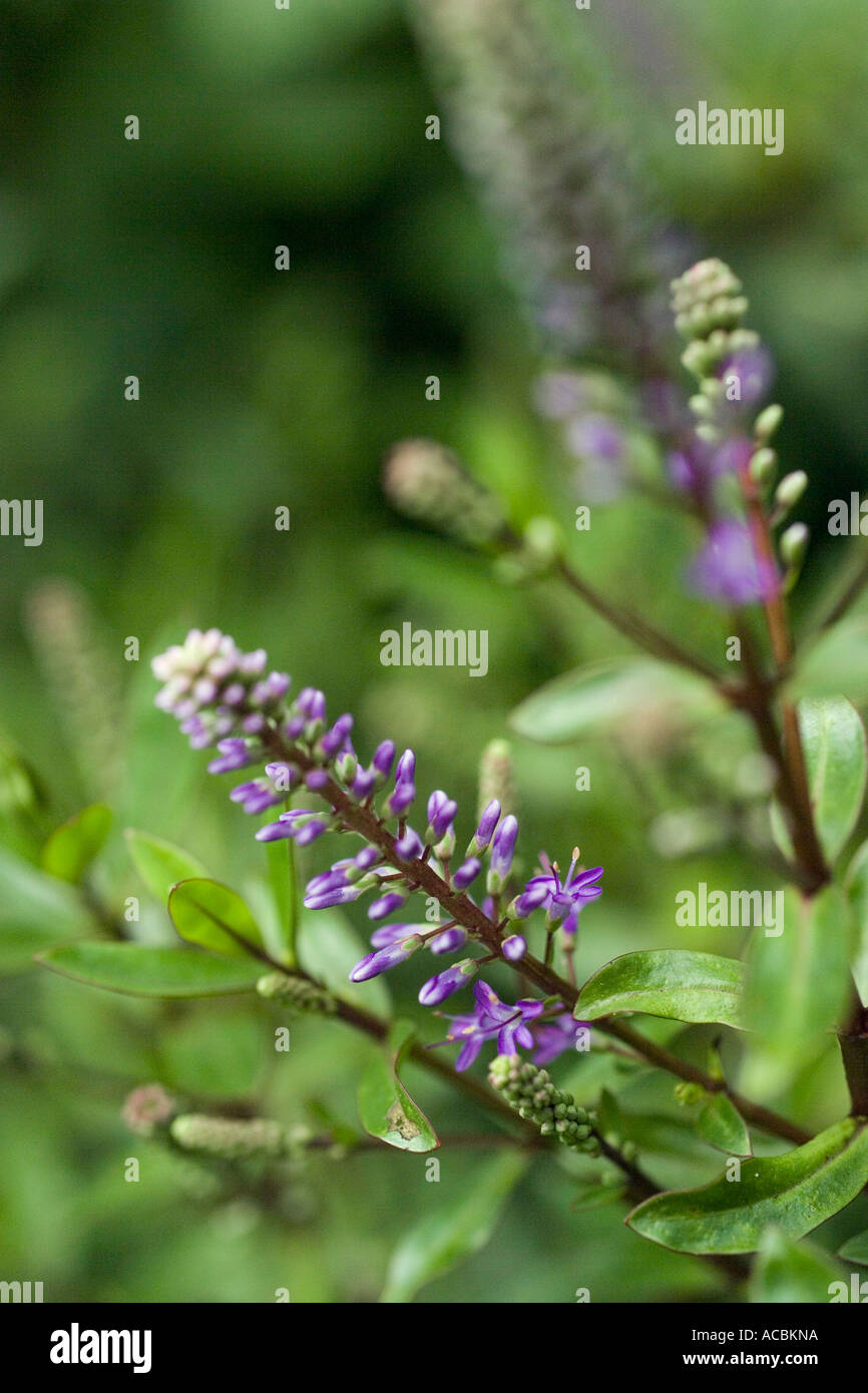 Purple spikes of Hebe in close up with lance shaped leaves Stock Photo