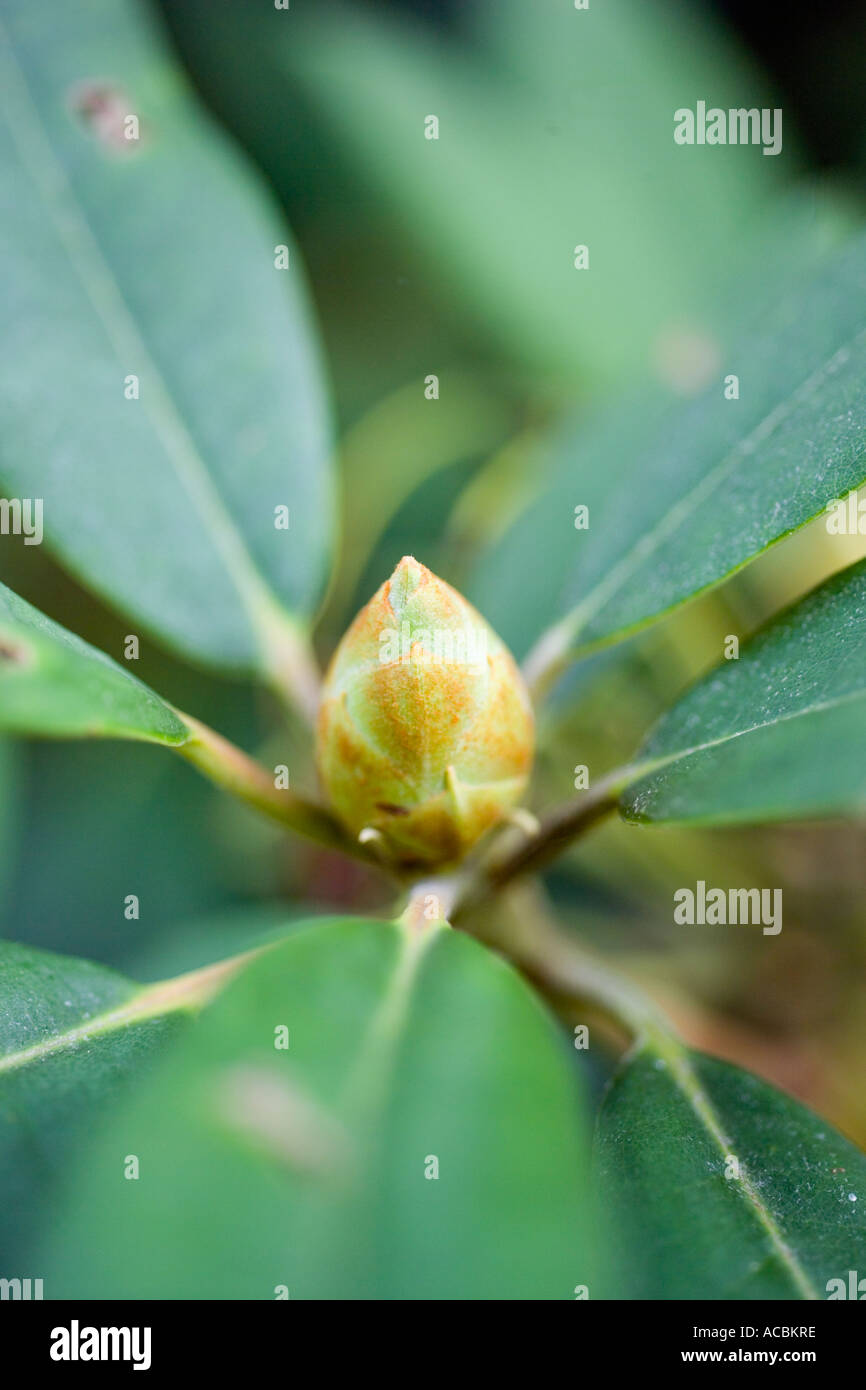 Rhododendron cultivar flowerbud unnamed at rhs Wisley Surrey in September 2005 Stock Photo