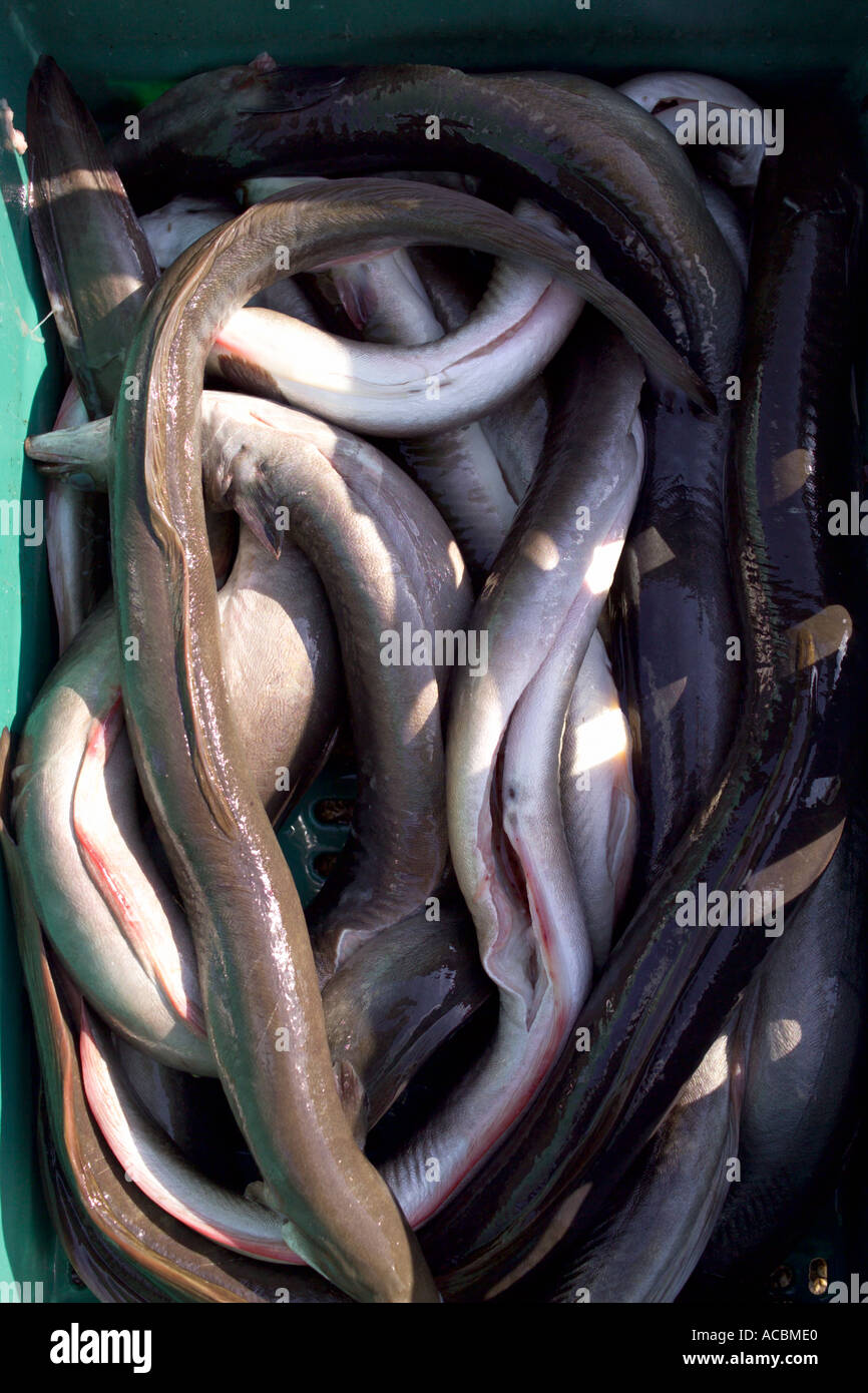 Gutted eels ready for smoking Stock Photo