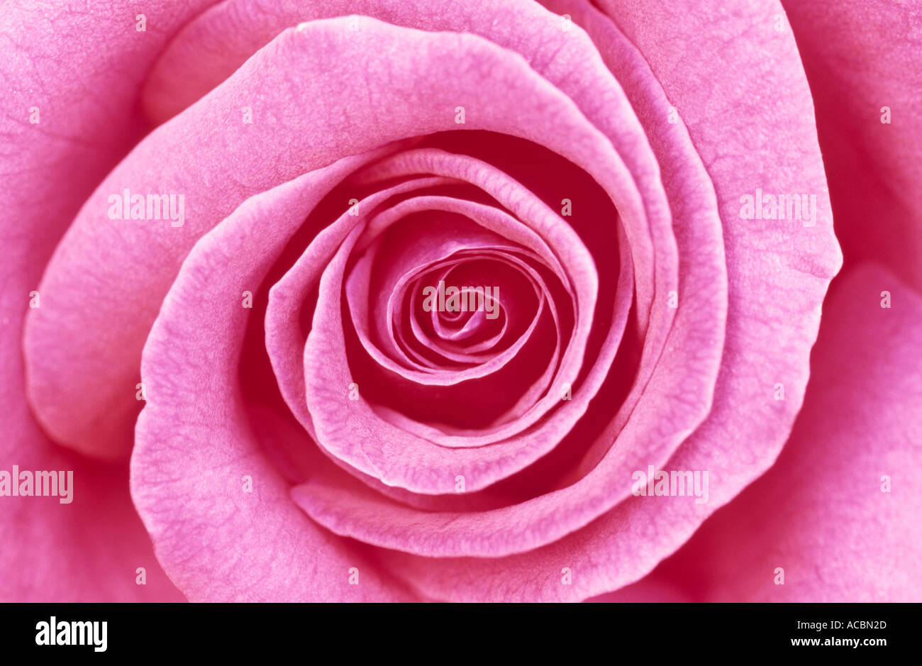 Flower close up rose hi-res stock photography and images - Alamy
