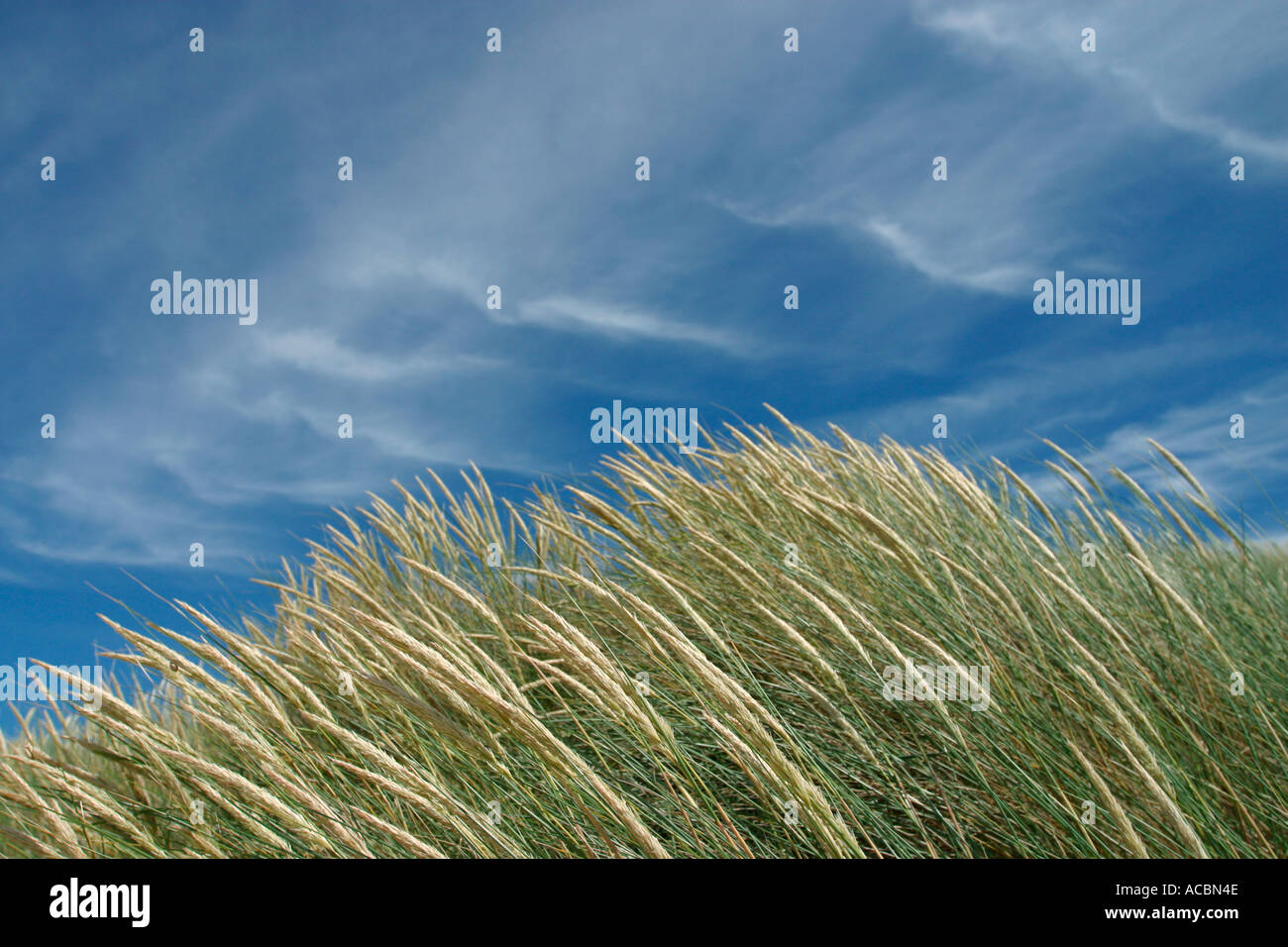 Wind blown grass Stock Photo Alamy