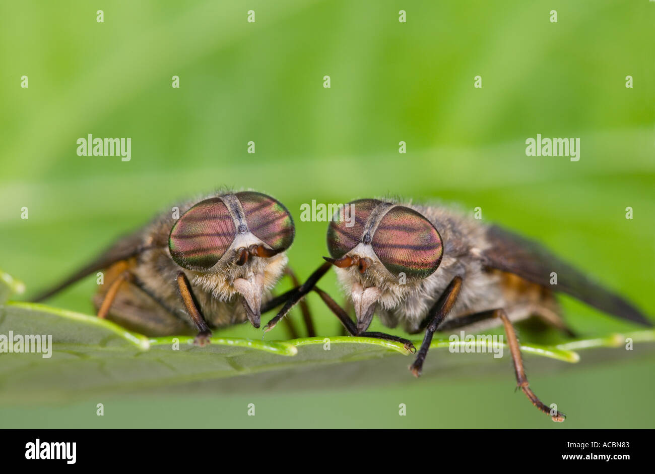 Two 'Horse Flies' Tabanus bovinus on Leaf UK Norfolk Stock Photo