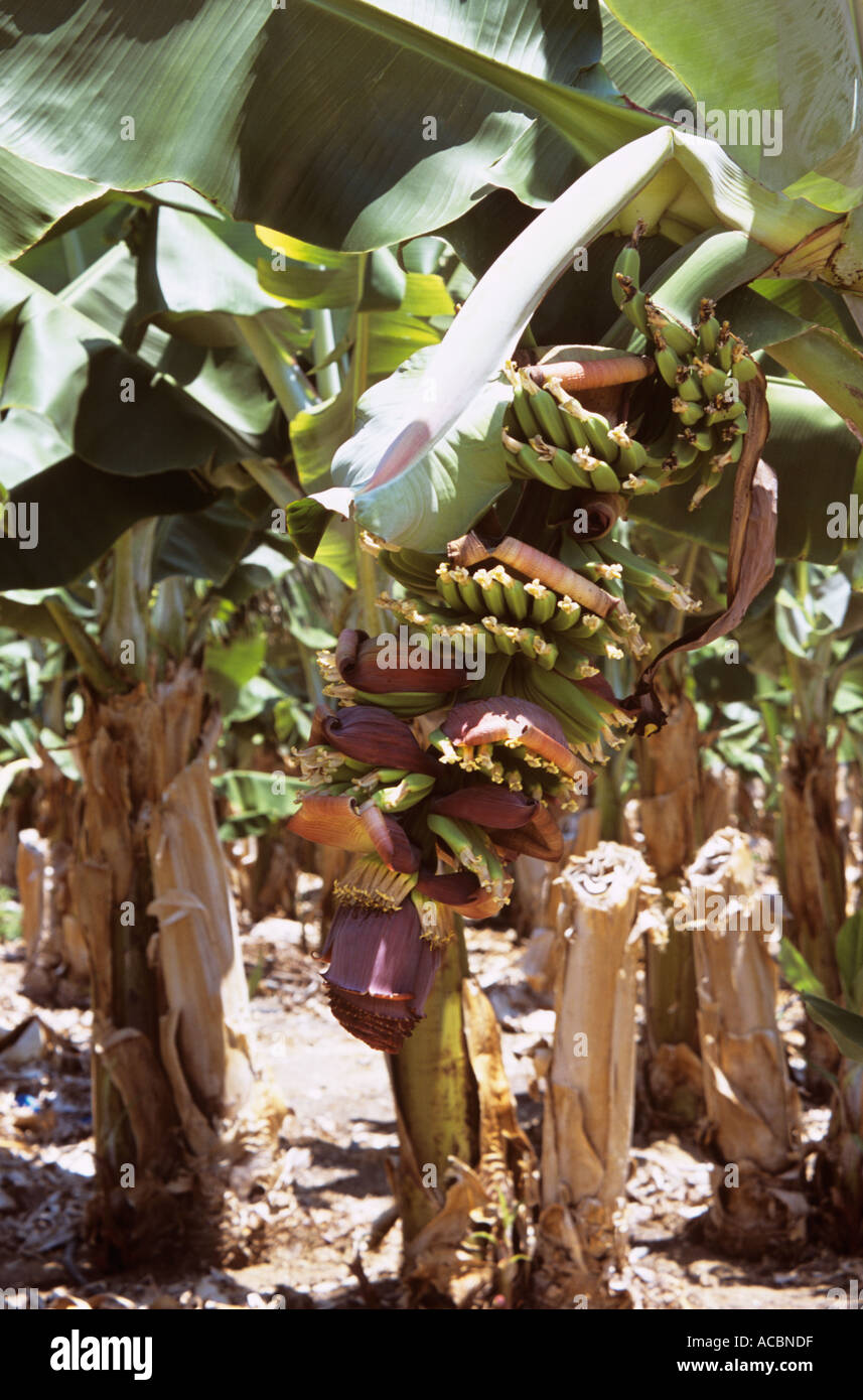 Stages of Growth of Bananas Stock Photo Alamy