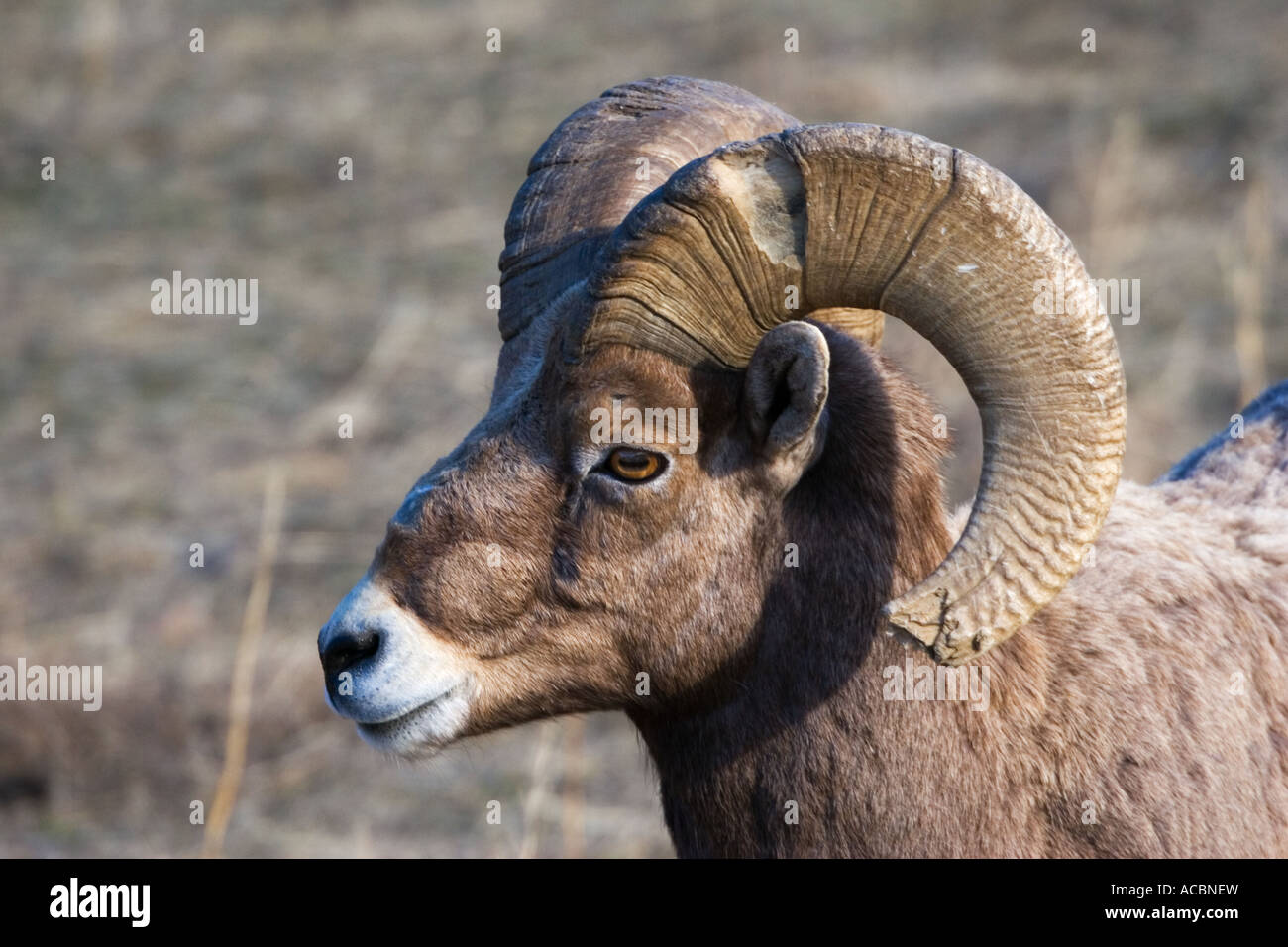 A California Big Horn Sheep along the eastern Cascades near Naches Washington Stock Photo