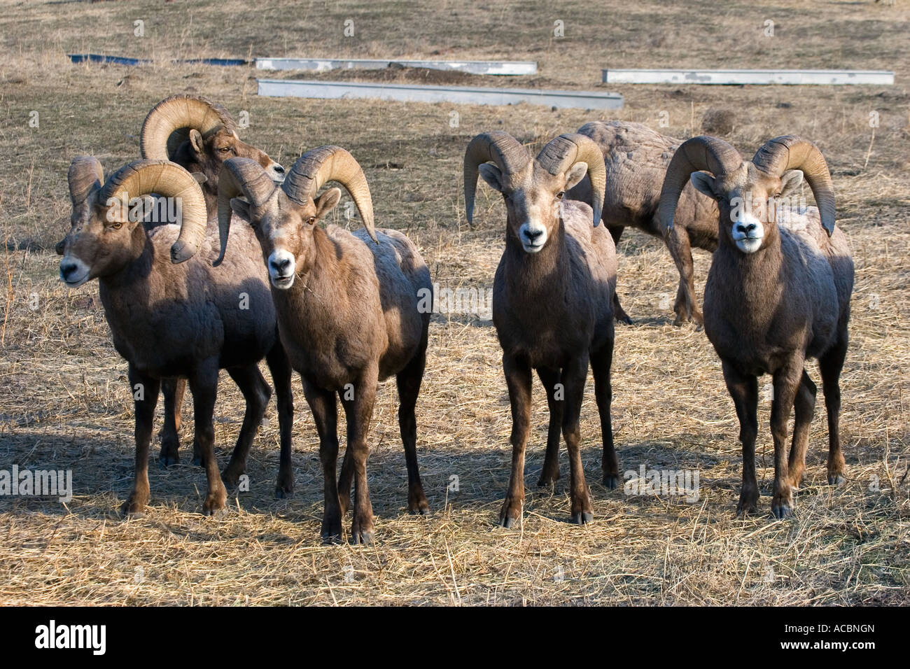 California Big Horn Sheep gather at the Oak Creek Wildlife Area feeding station near Naches Washington Stock Photo