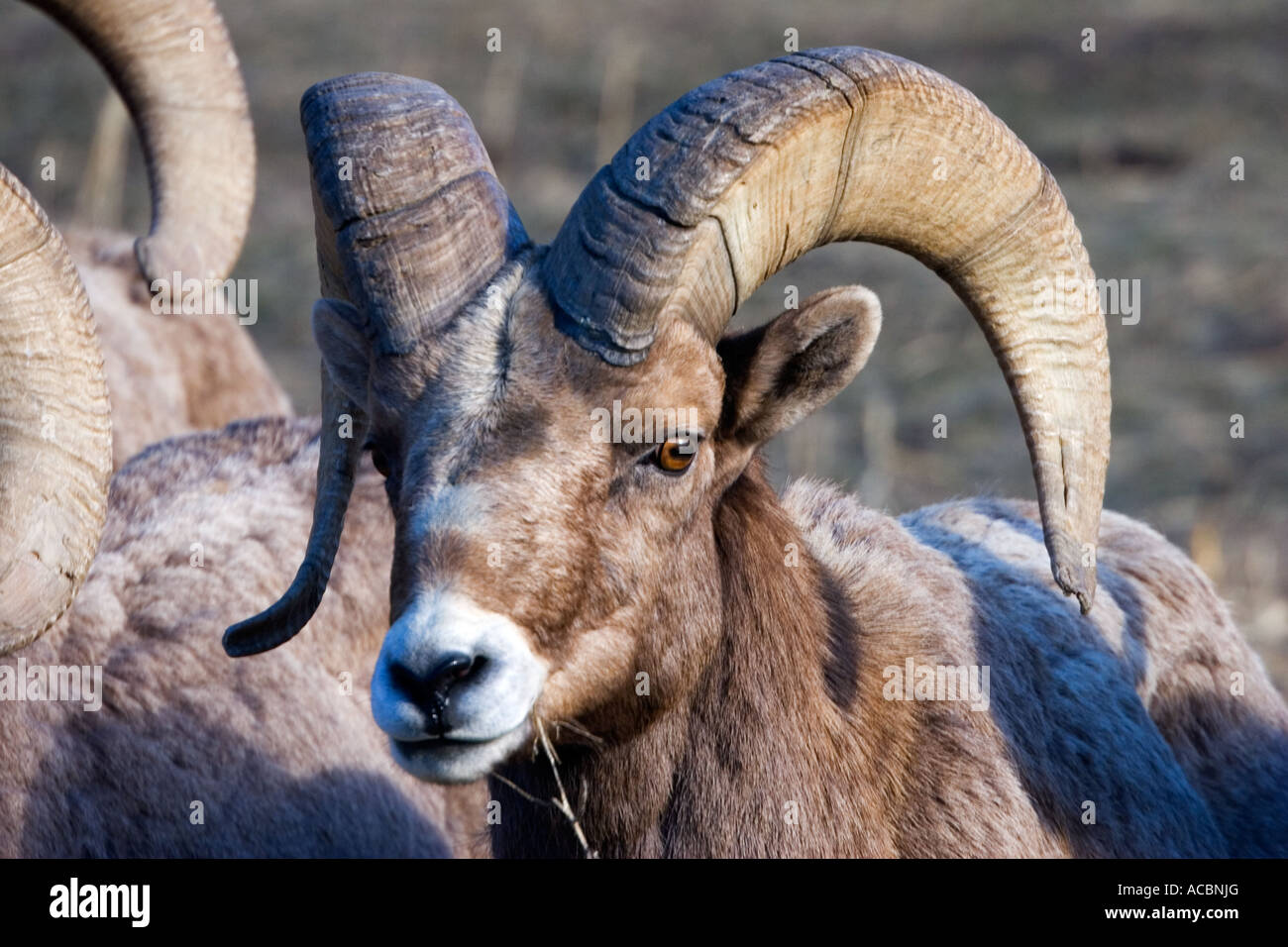 A California Big Horn Sheep along the eastern Cascades near Naches Washington Stock Photo