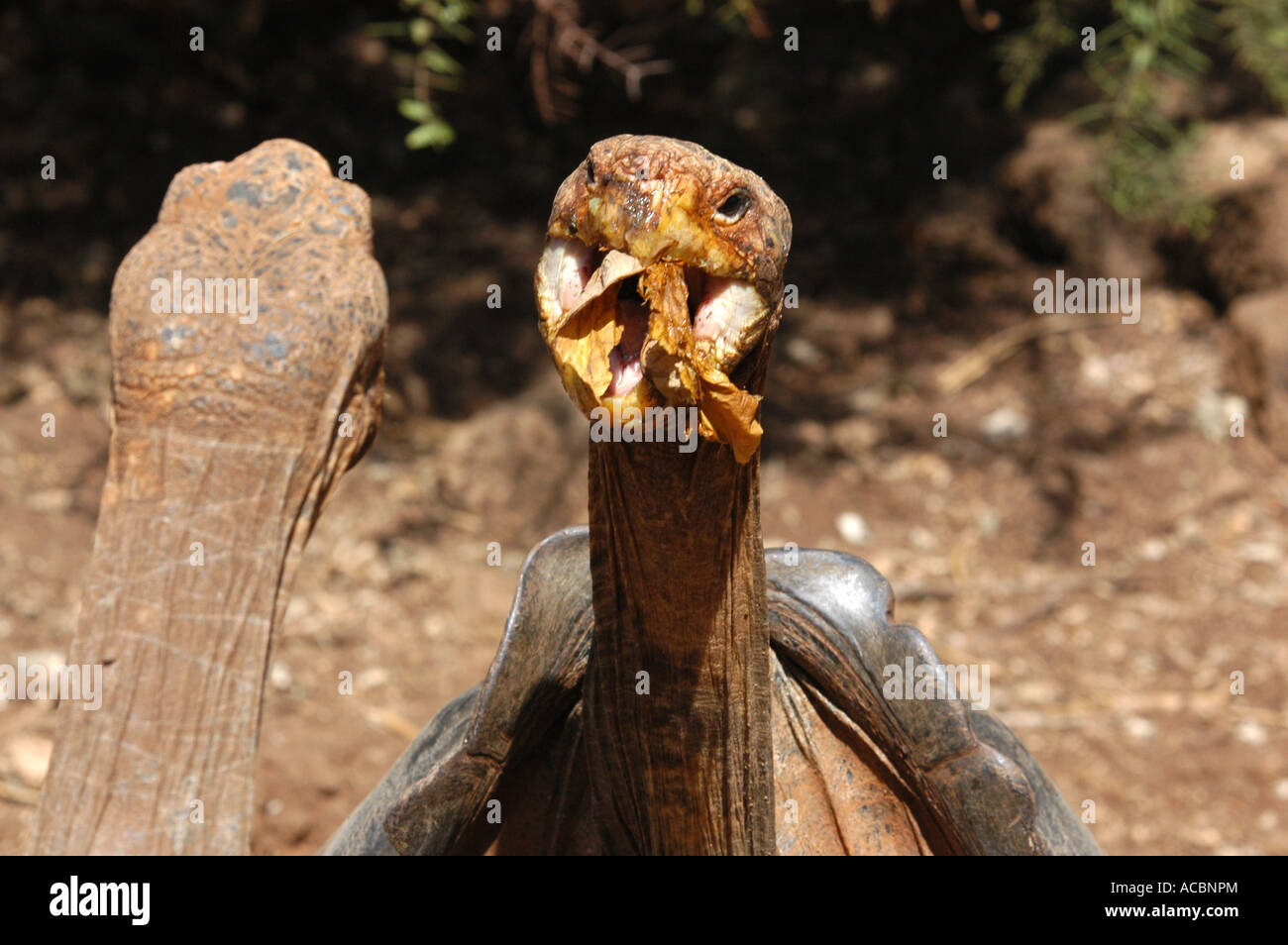 Close up of two giant tortoises fighting over a banana leaf, Galapagos