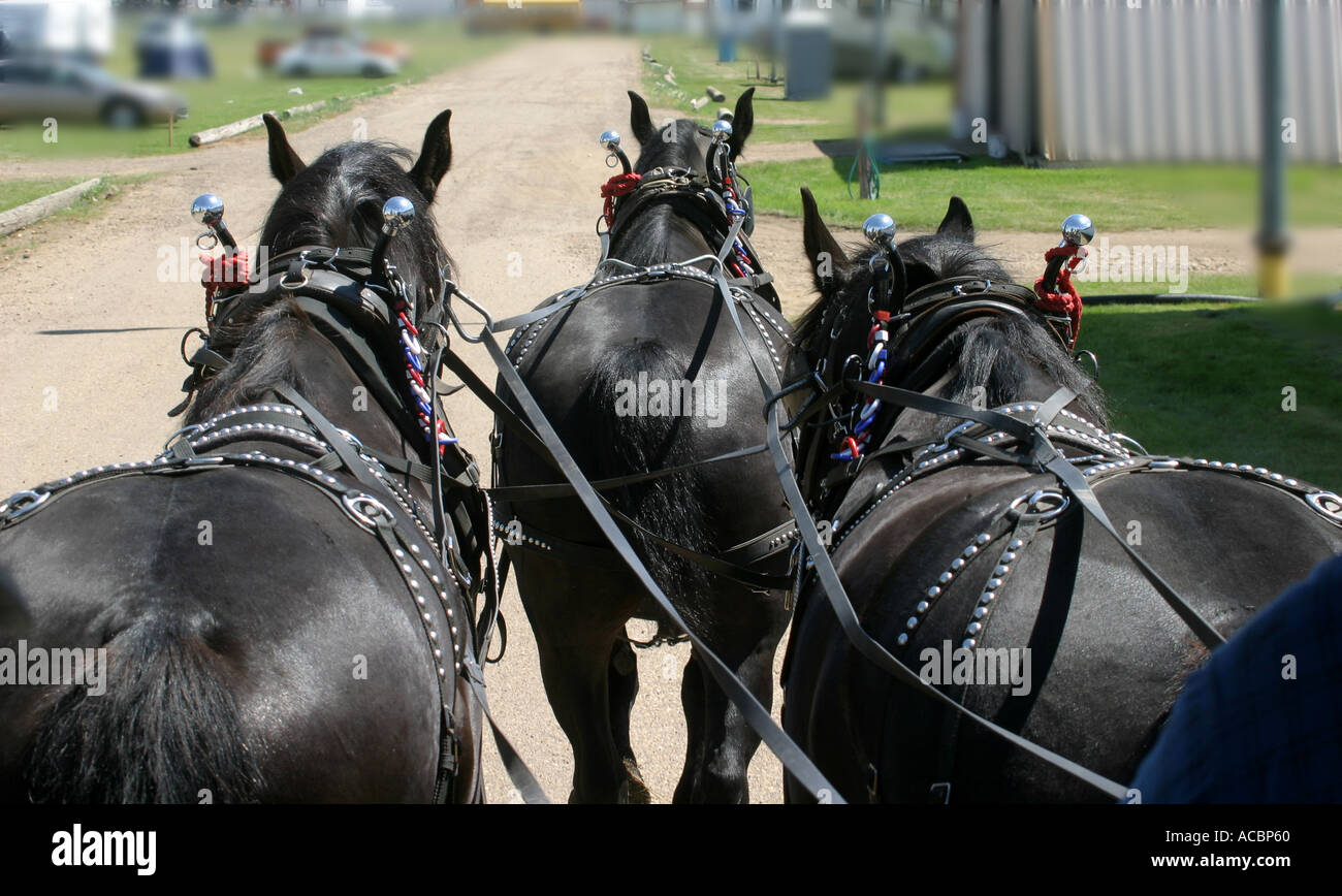 Teamwork; team of three horses Stock Photo Alamy