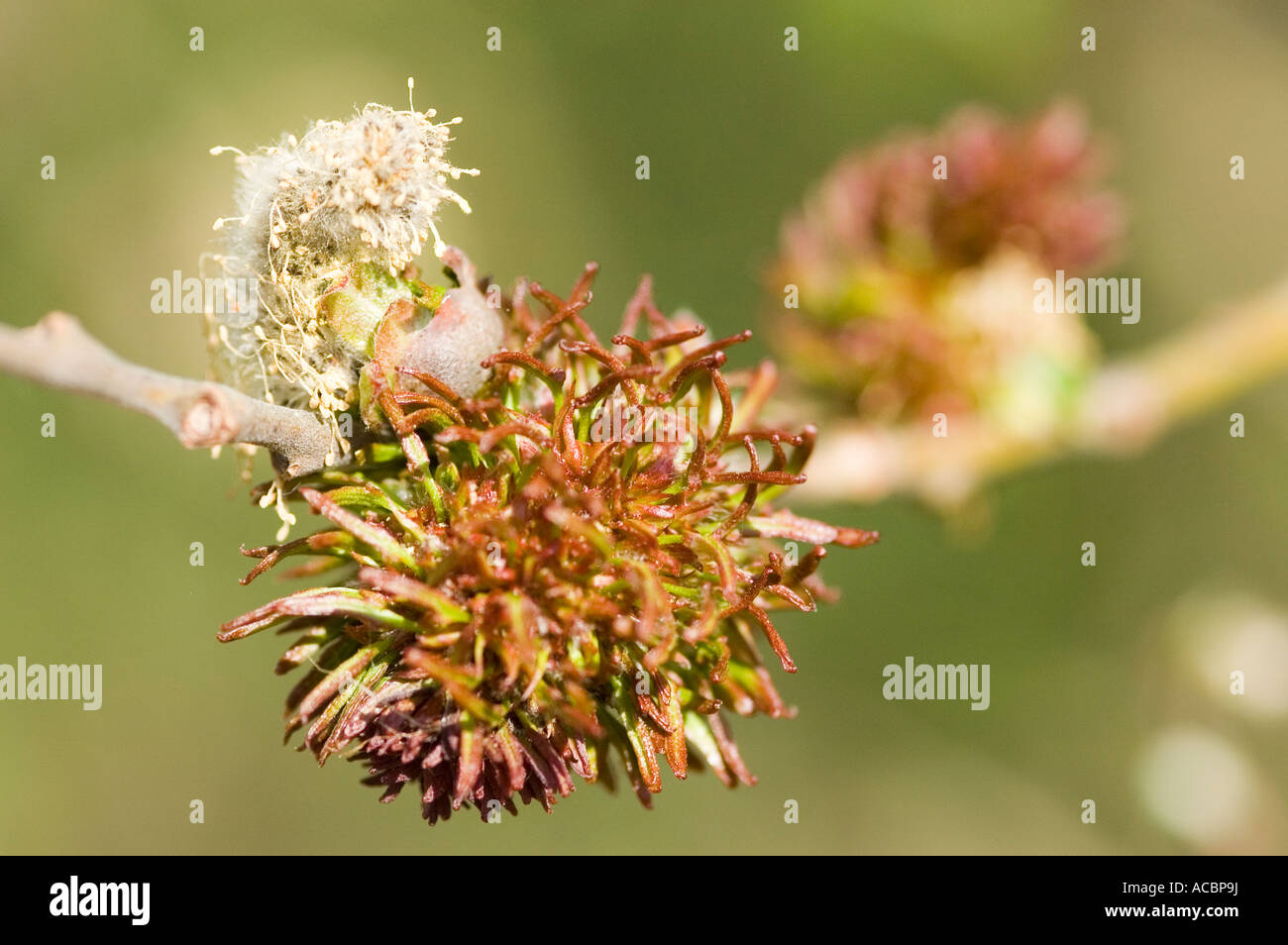close up of spring buds Stock Photo - Alamy