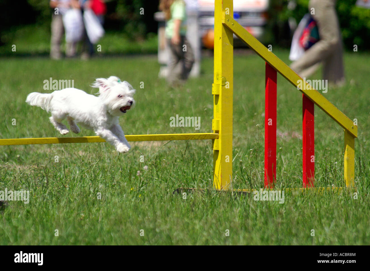 can small dogs do agility