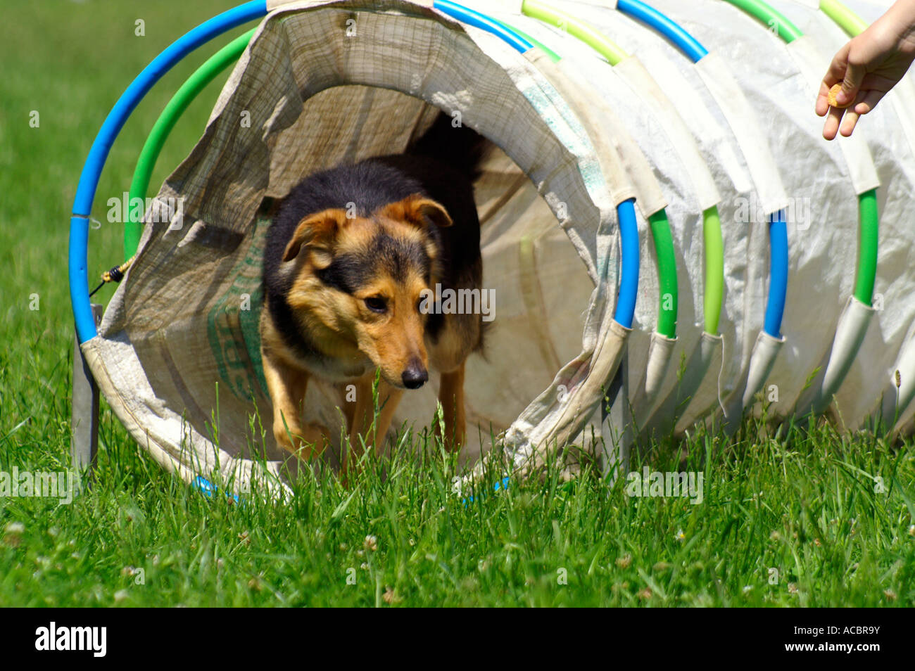 Agility competition dog crawling out of textile tunnel Stock Photo