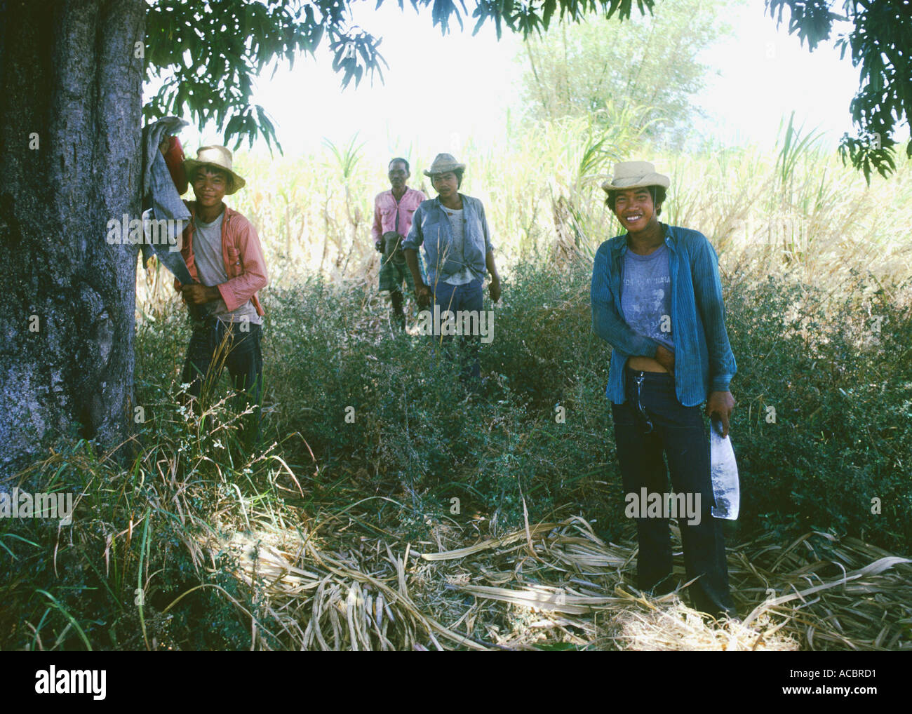 SUGAR CANE CUTTERS IN THE PHILLIPPINES Stock Photo Alamy