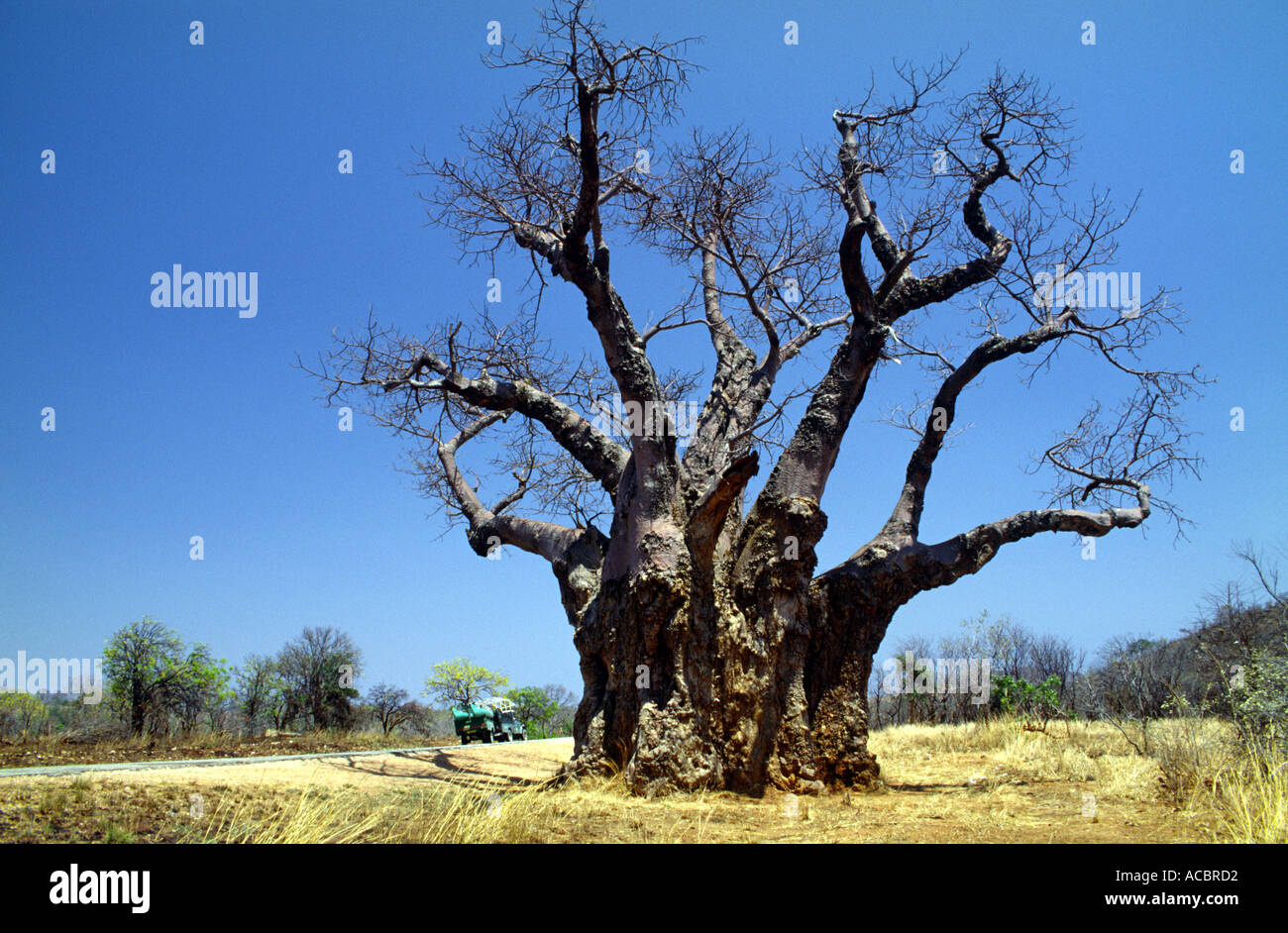 Giant baobab tree Zimbabwe Southern Africa Stock Photo Alamy